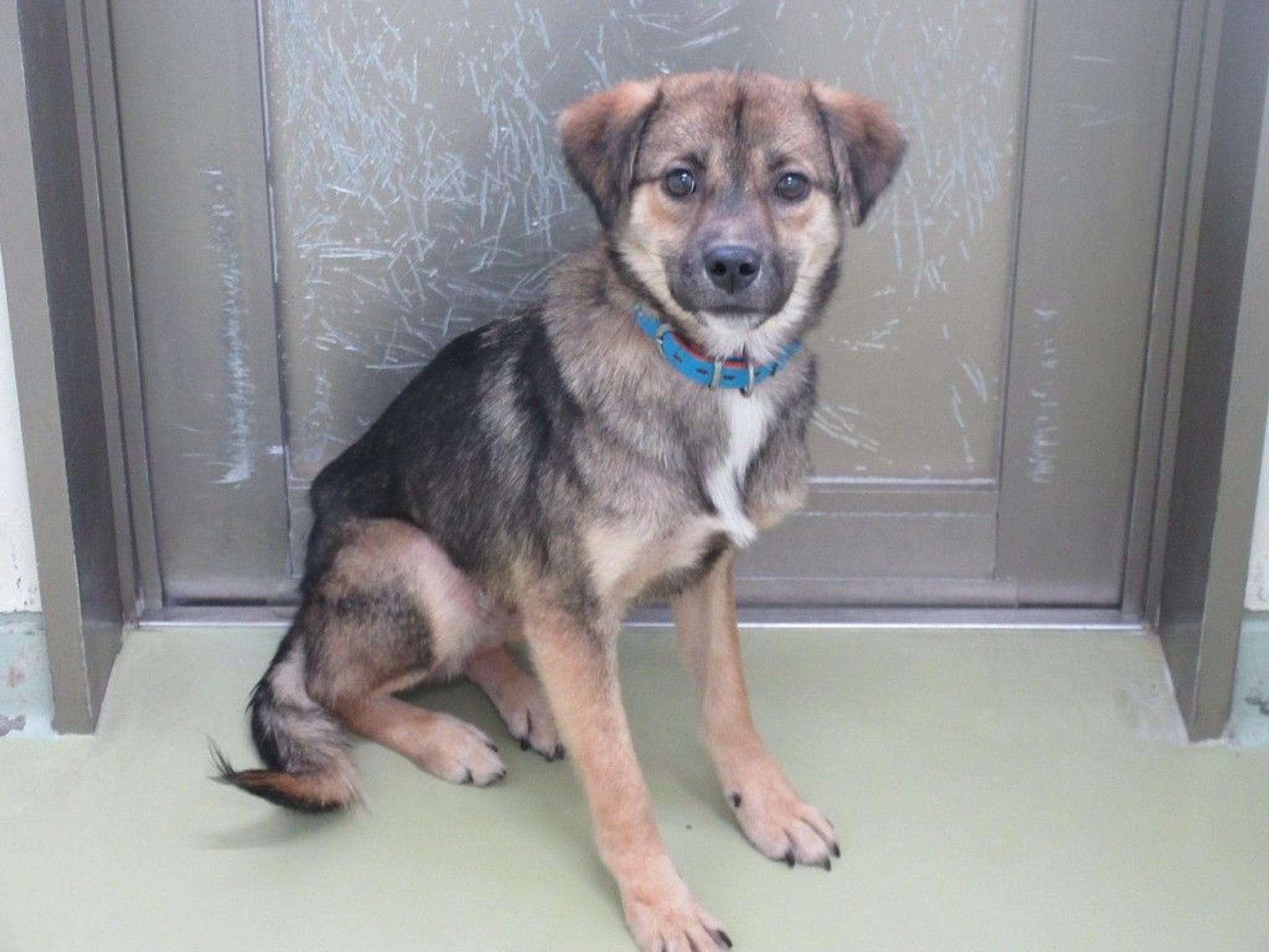 pet-image-3