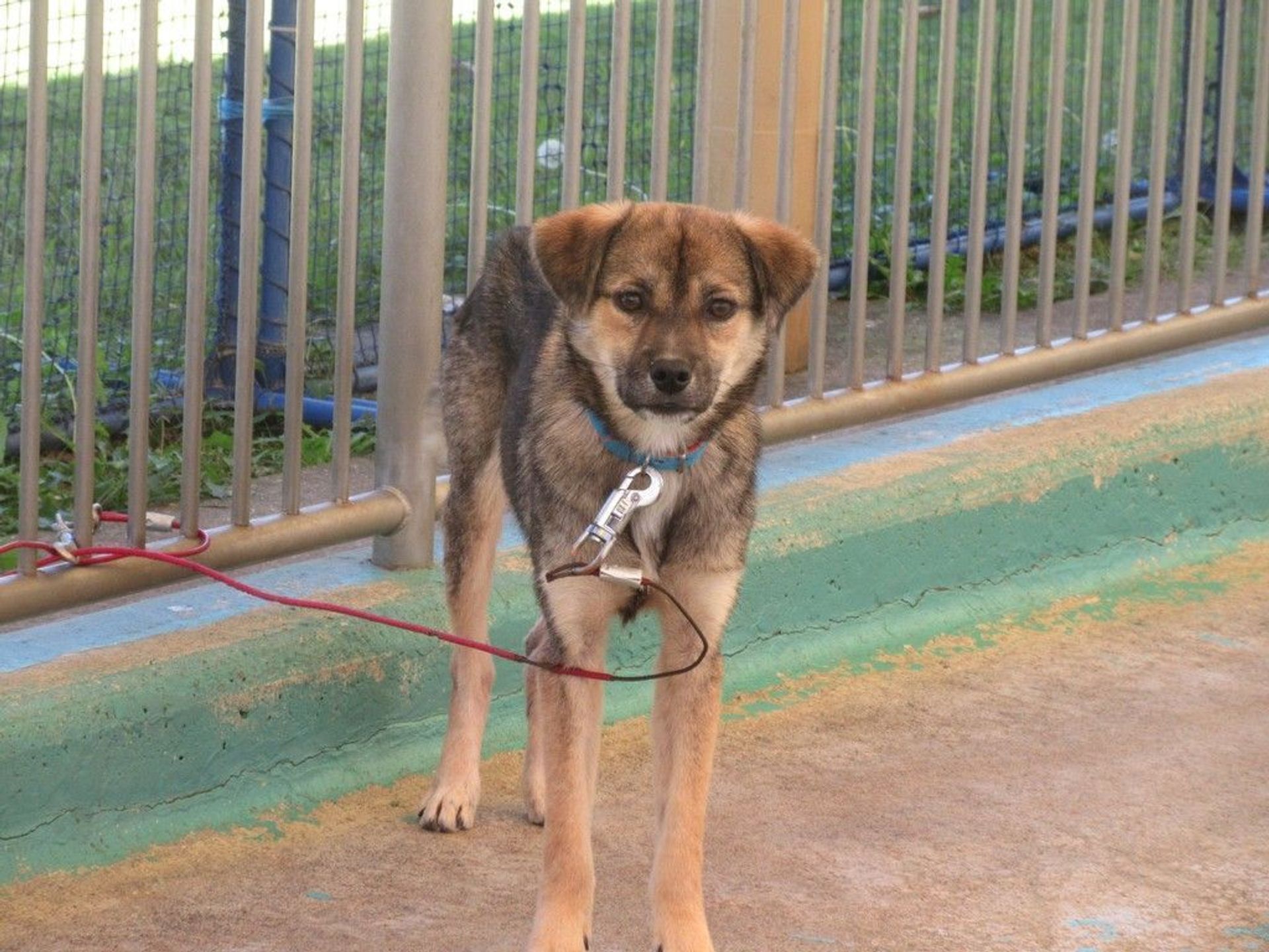 雑種（ミックス犬）・オスの里親募集の写真