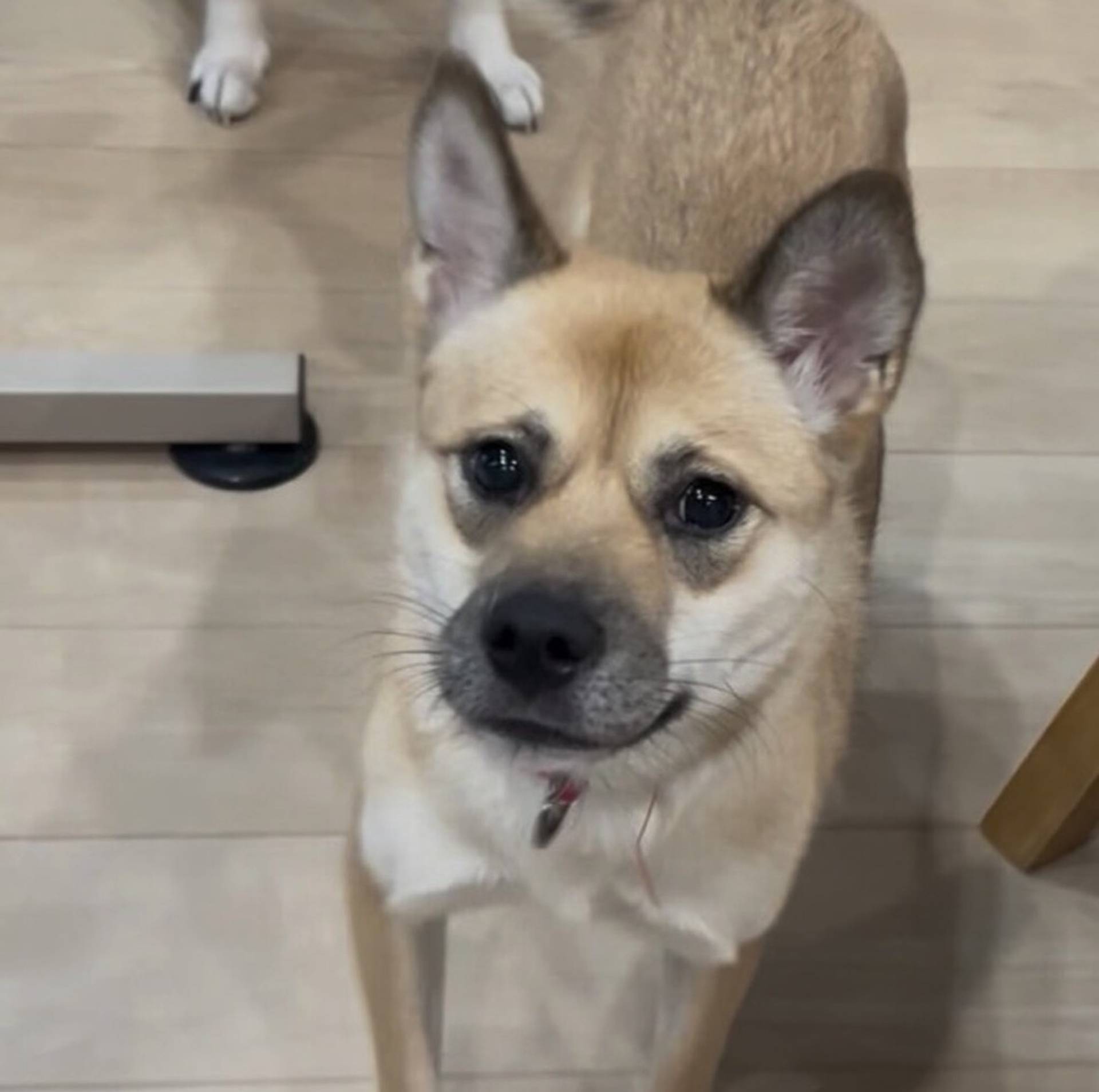 雑種（ミックス犬）・メスの里親募集の写真