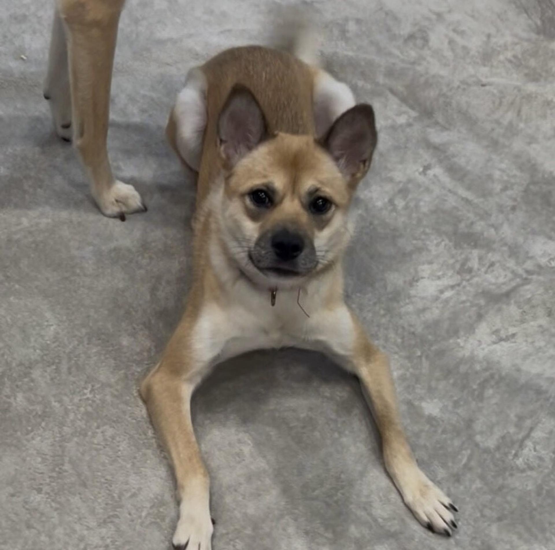 pet-image-3