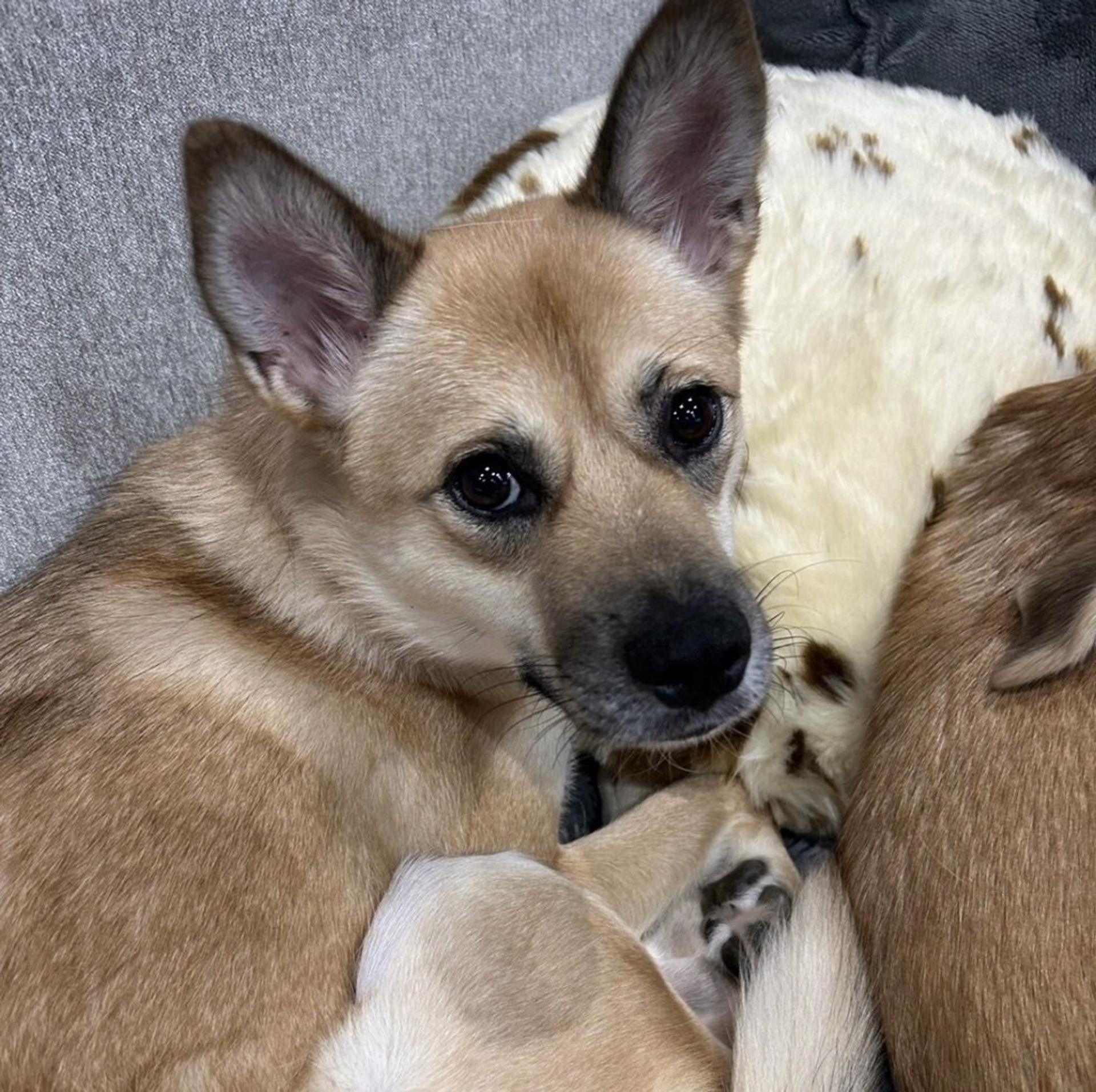pet-image-5