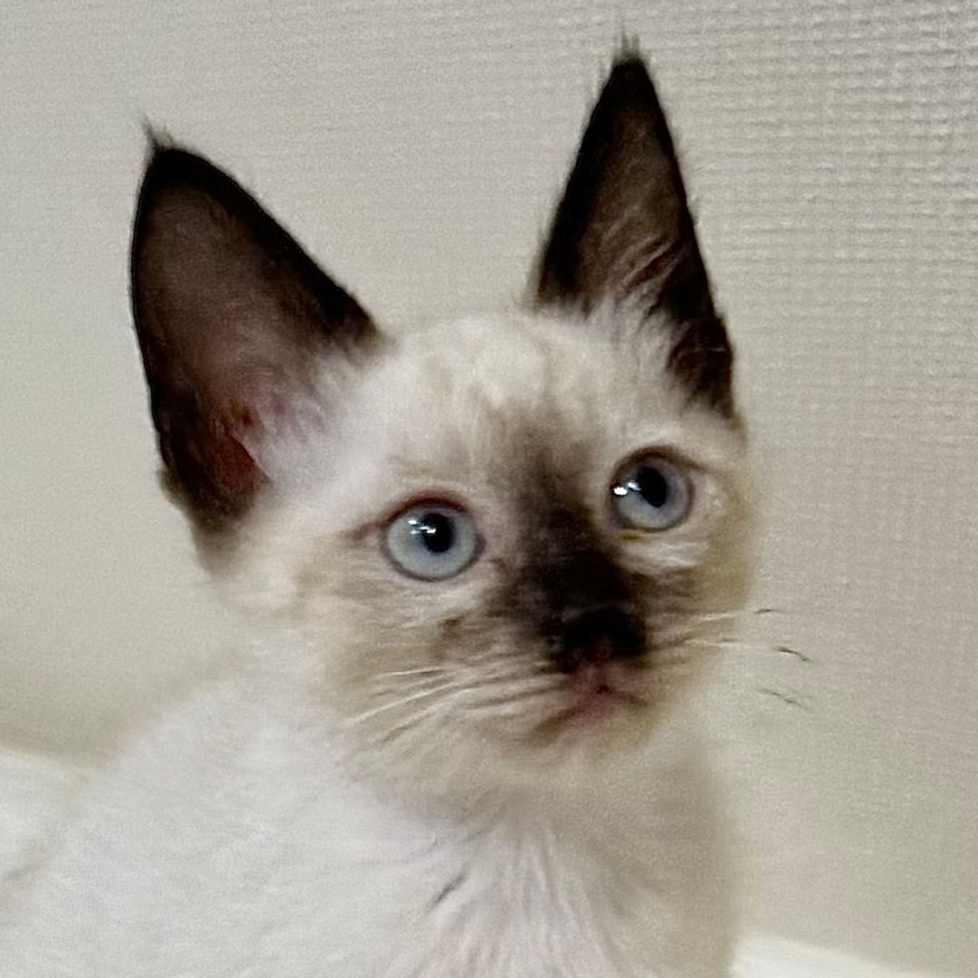 雑種（ミックス猫）・オスの里親募集の写真