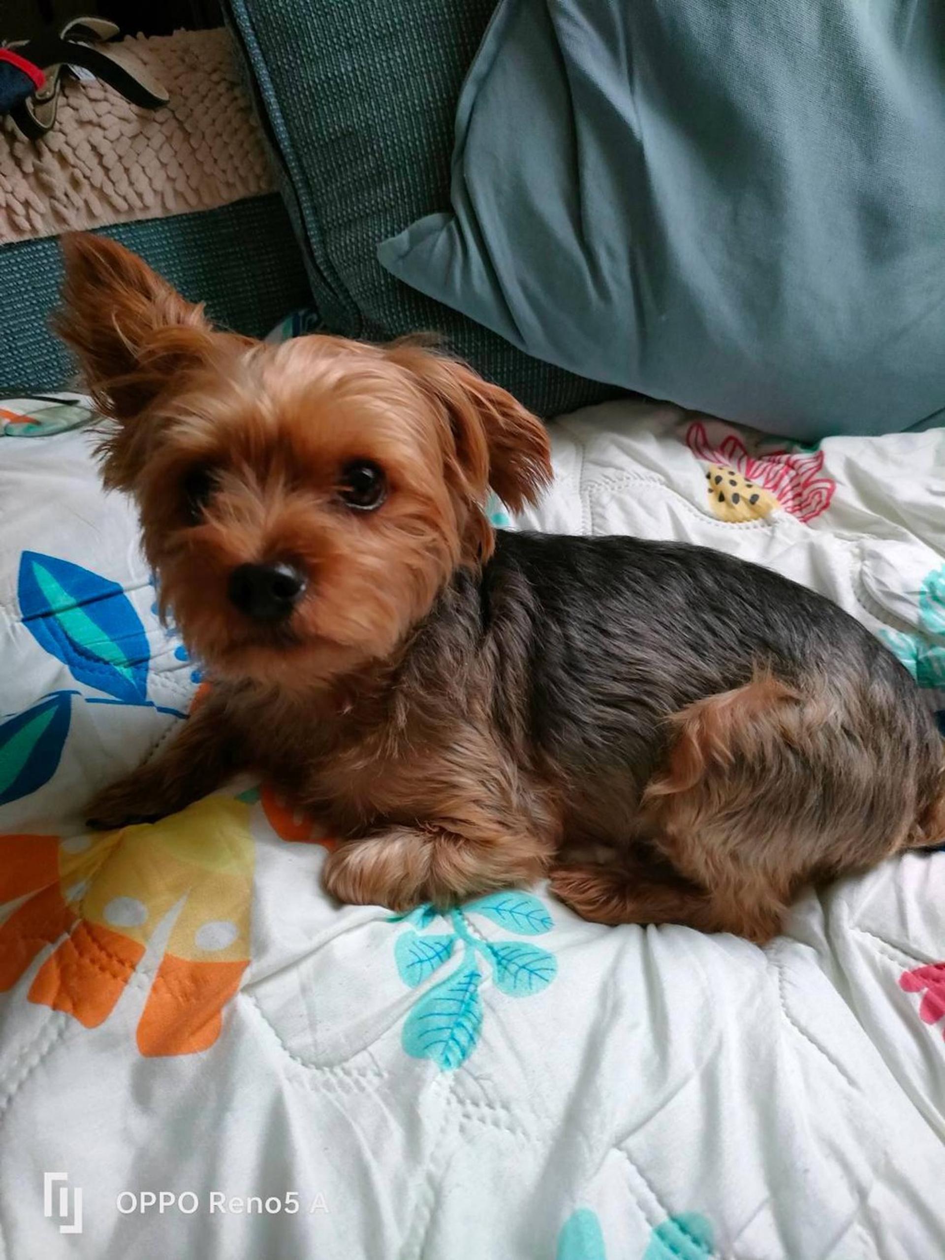 pet-image-2