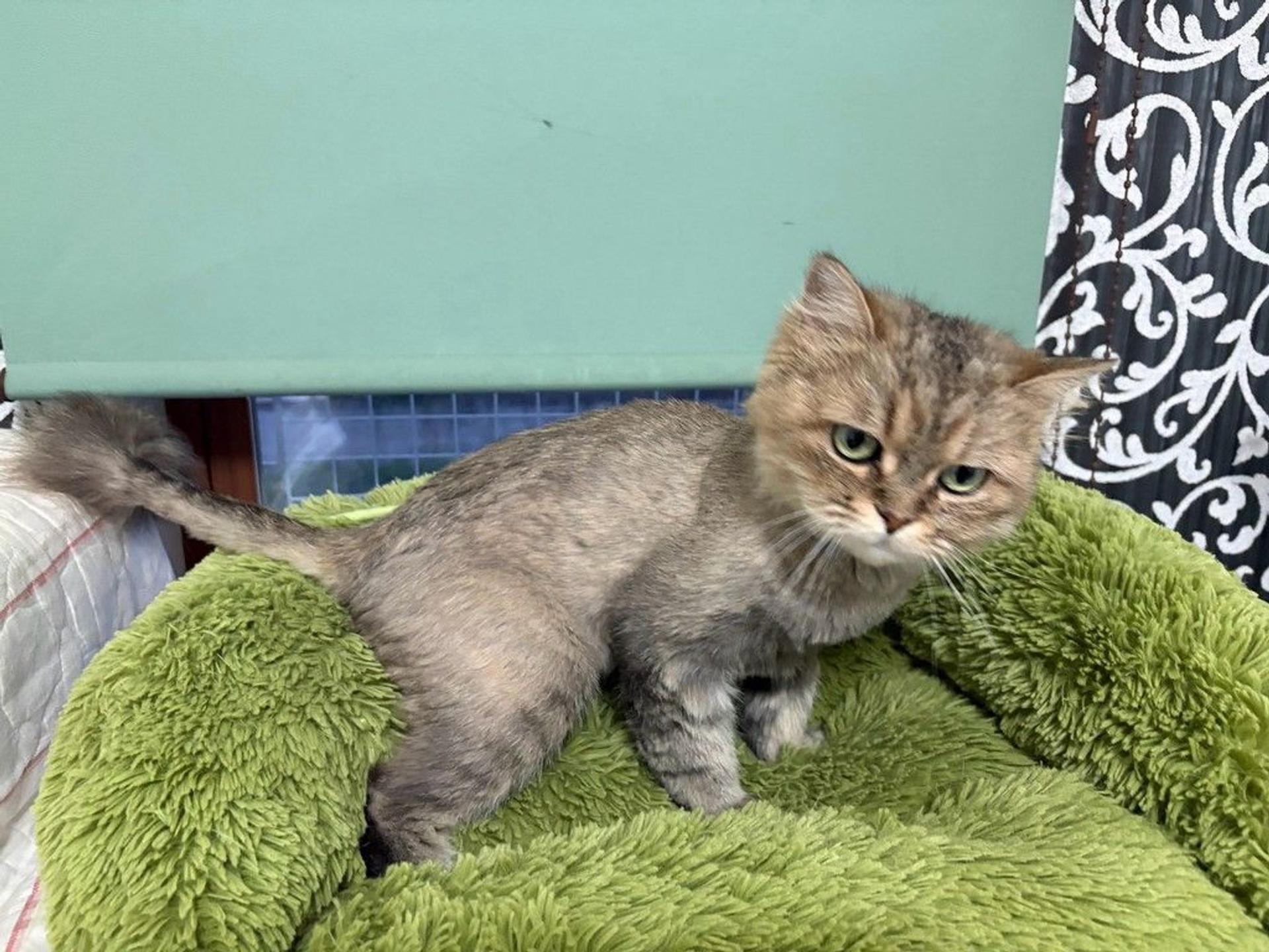 pet-image-2