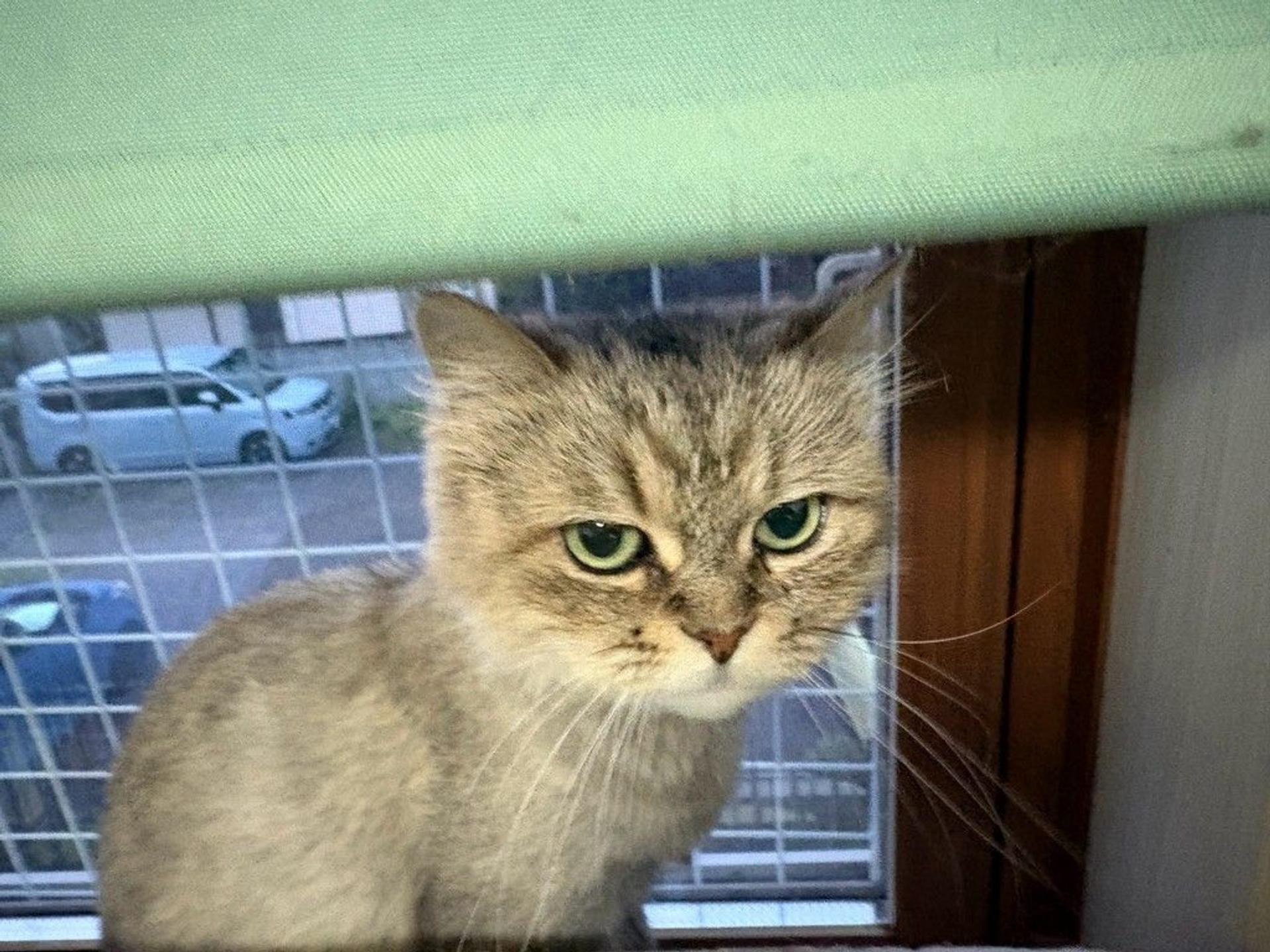 pet-image-4