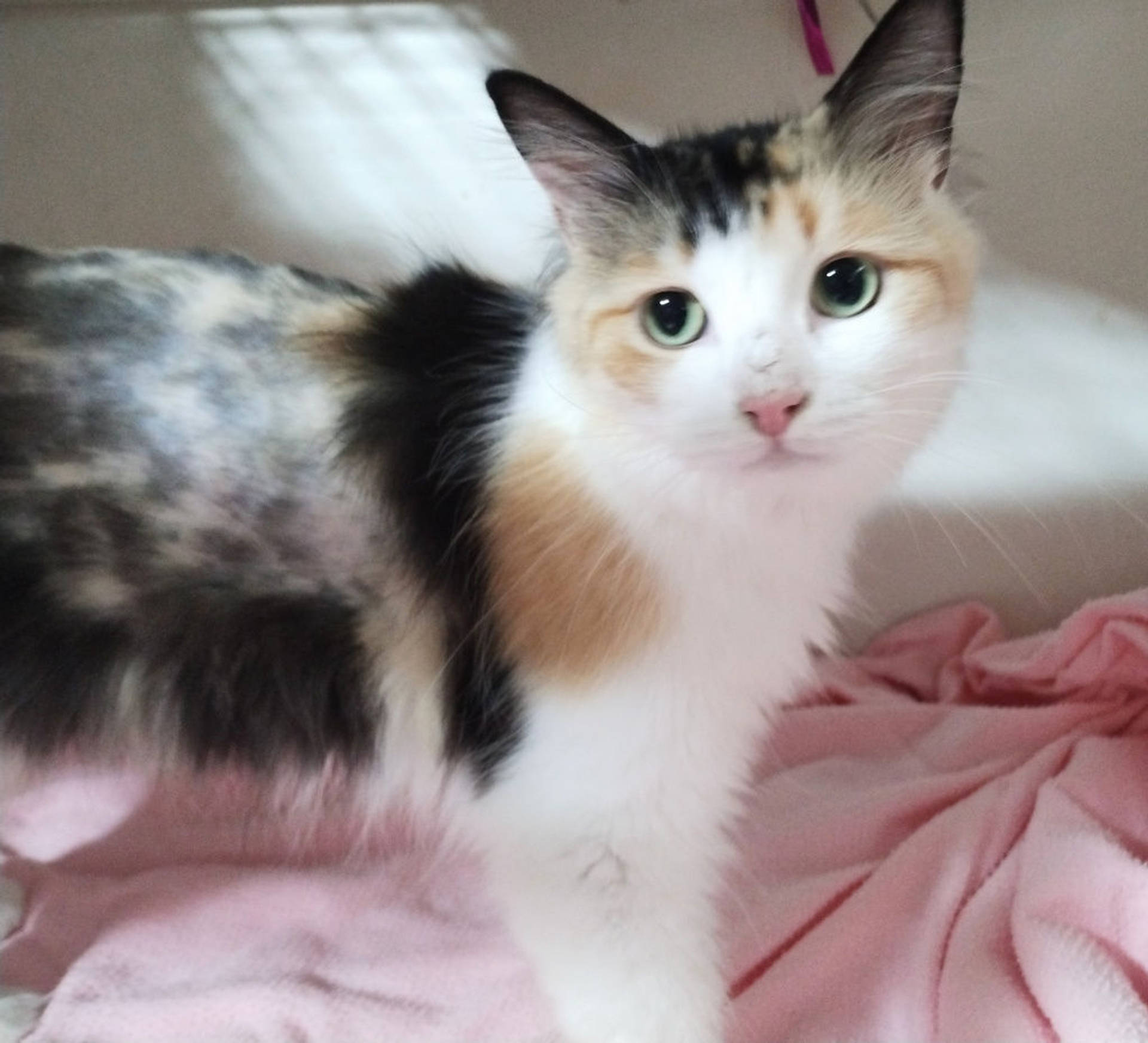 雑種（ミックス猫）・メスの里親募集の写真