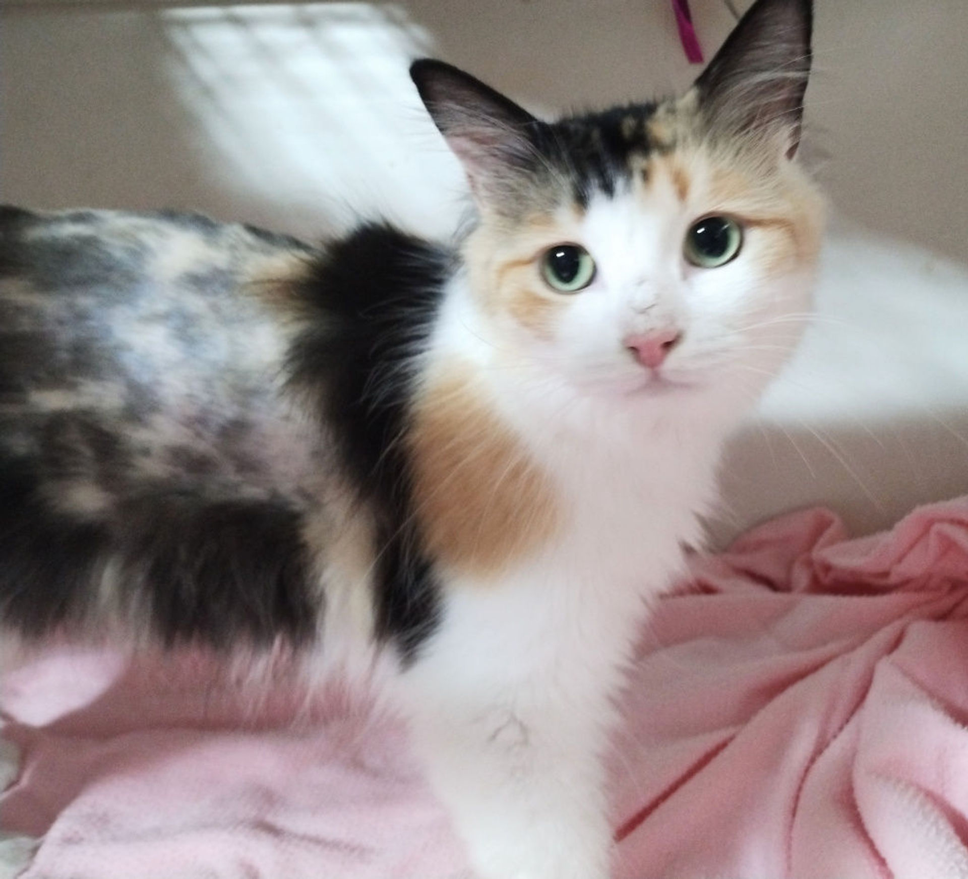 雑種（ミックス猫）・メスの里親募集の写真