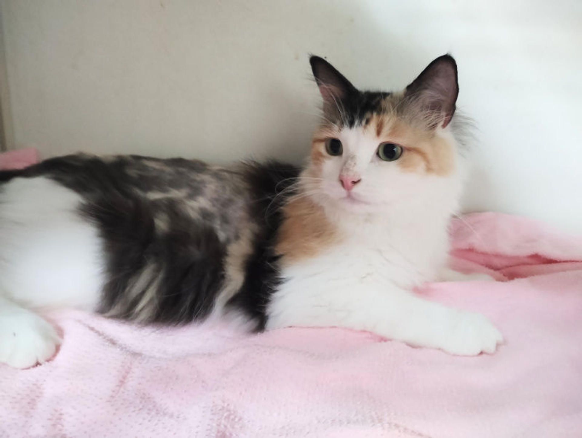 pet-image-2