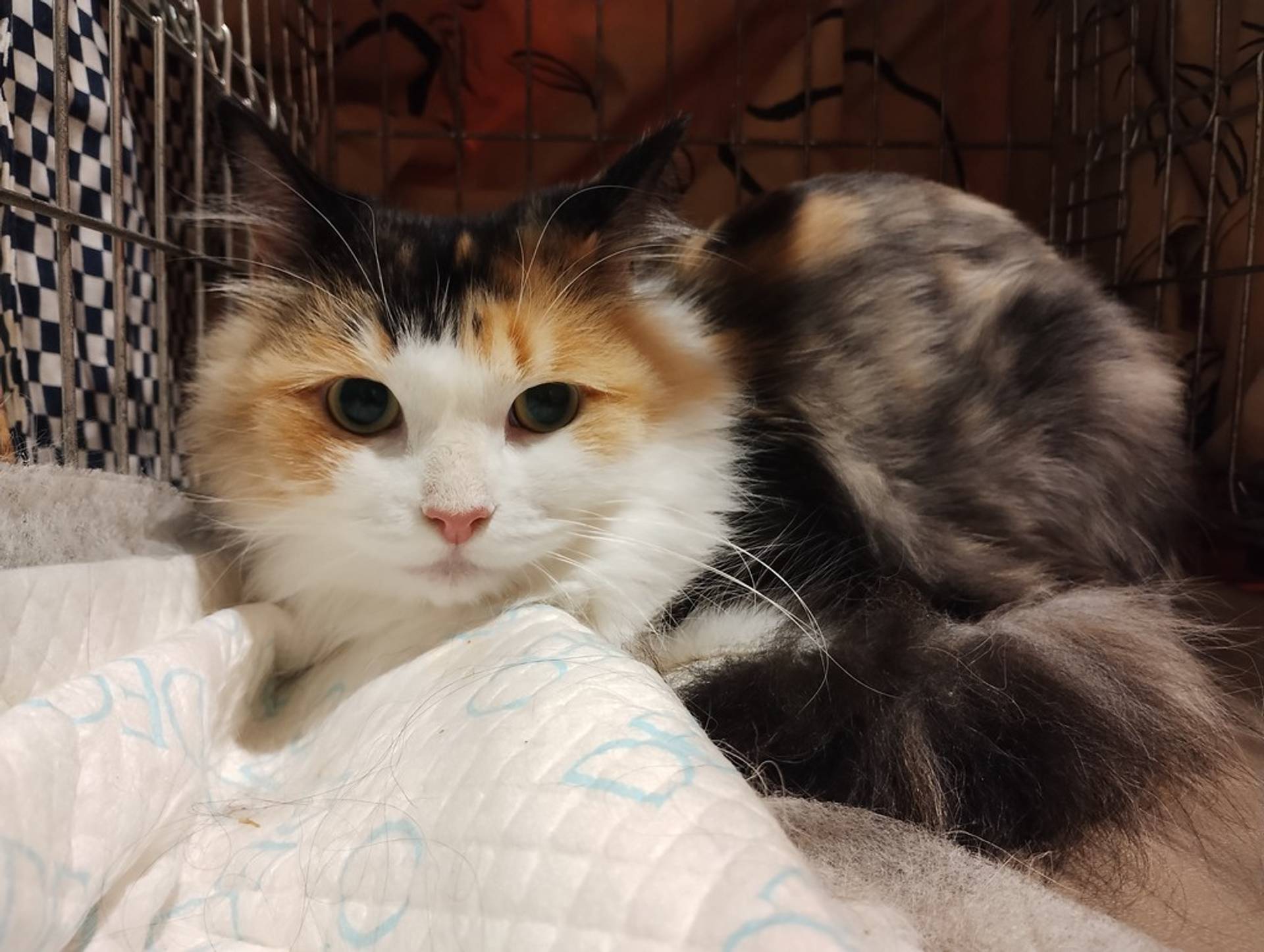 雑種（ミックス猫）・メスの里親募集の写真