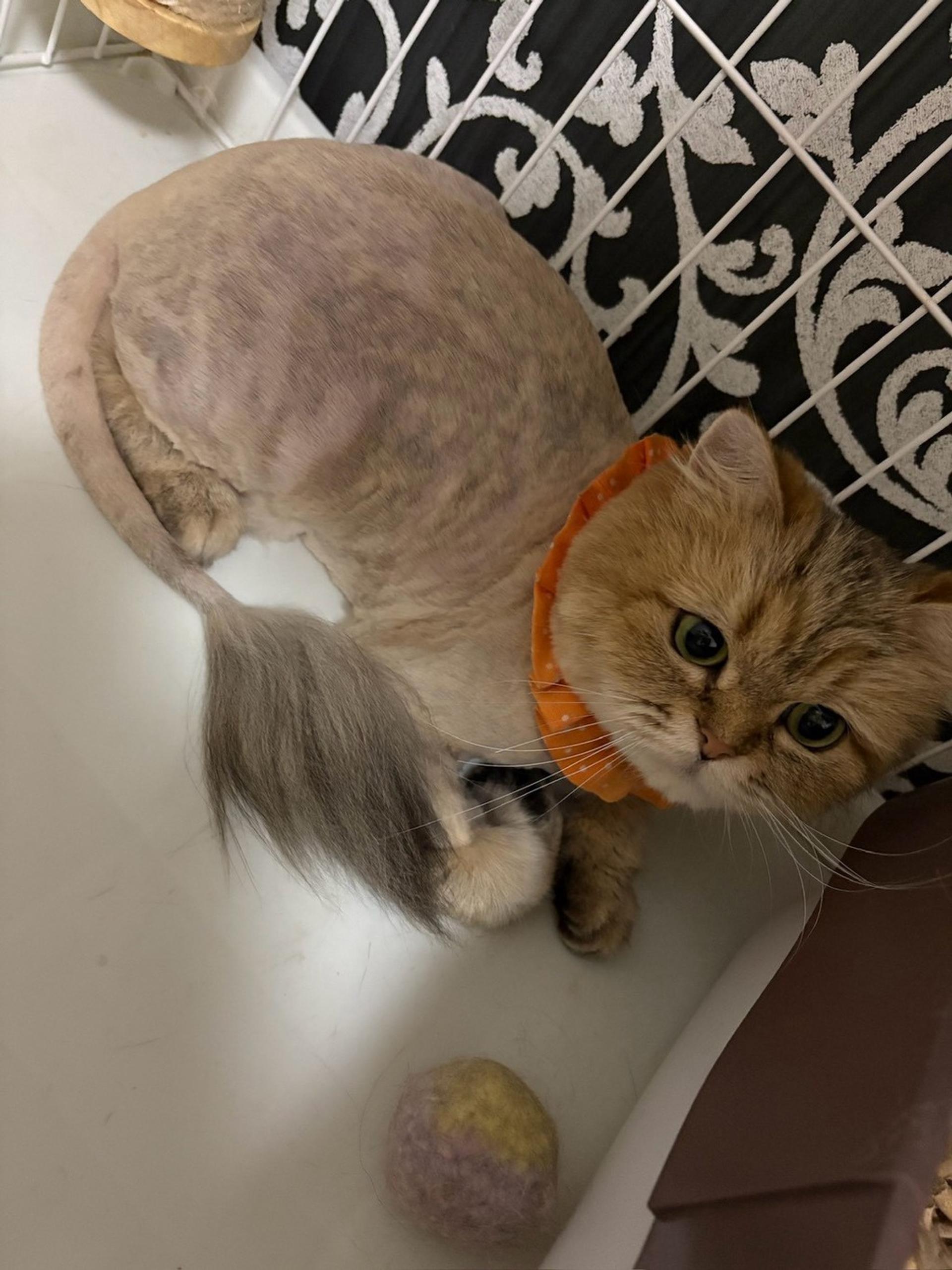pet-image-3