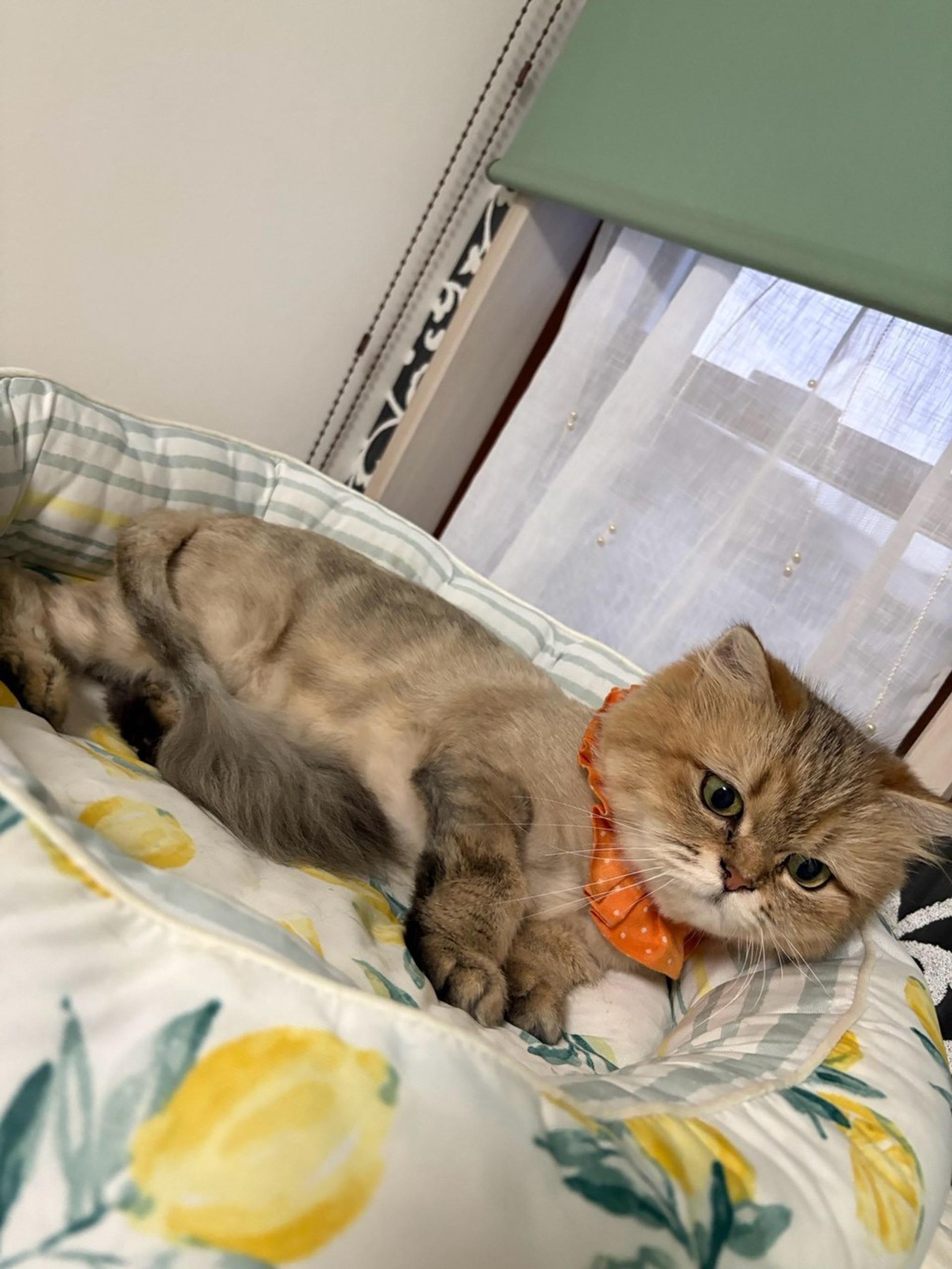 pet-image-4