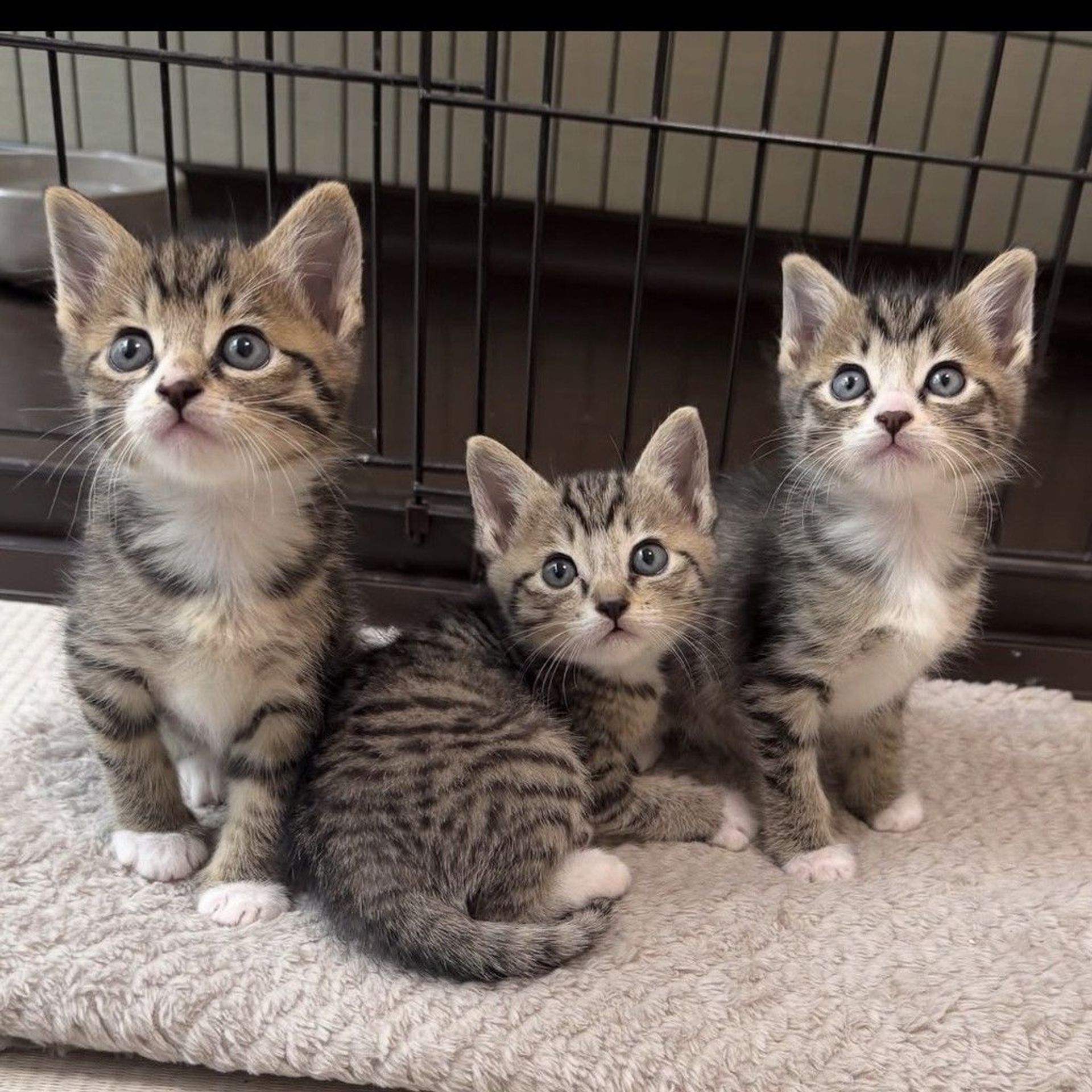 雑種（ミックス猫）・オスの里親募集の写真