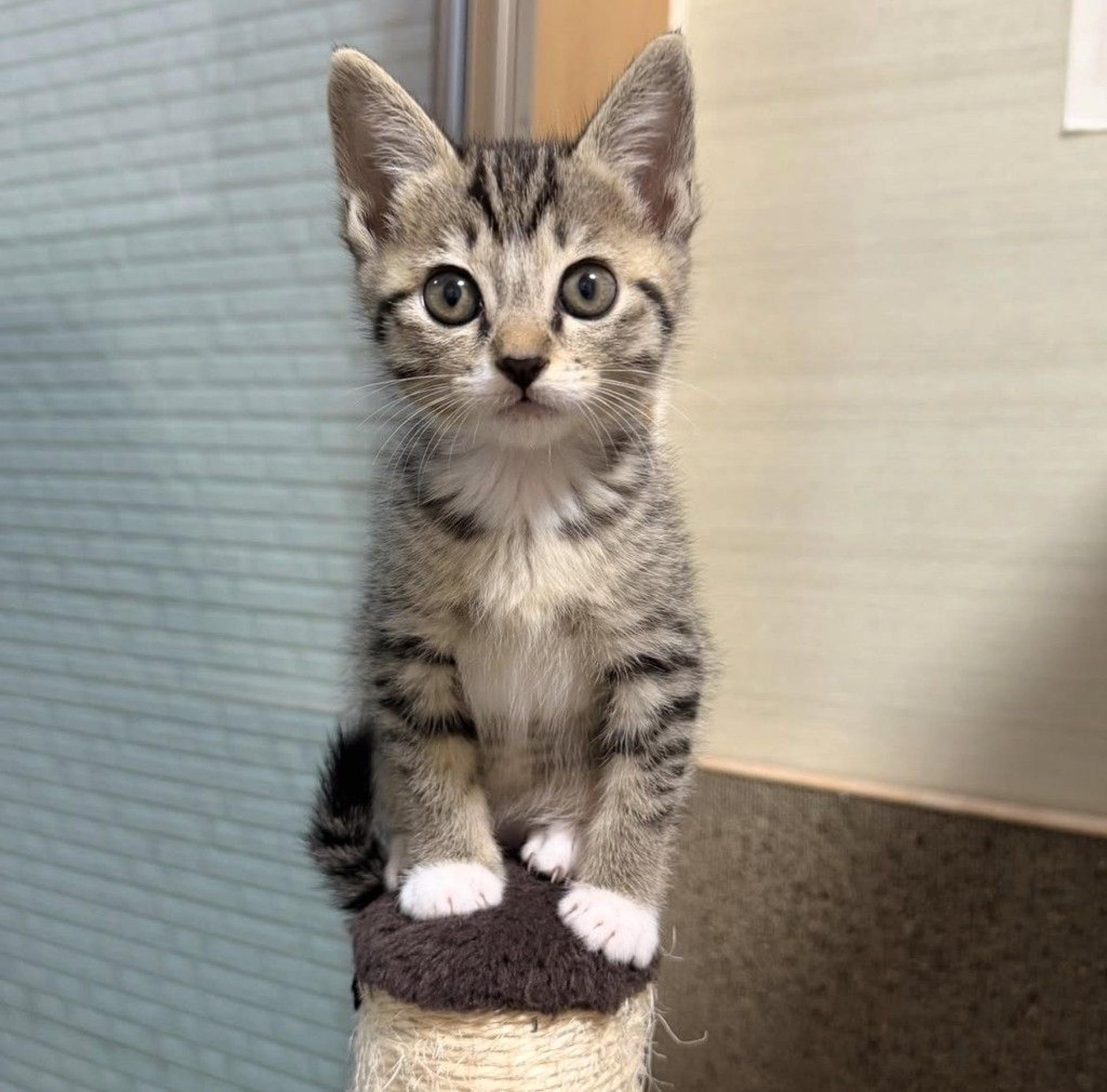pet-image-6