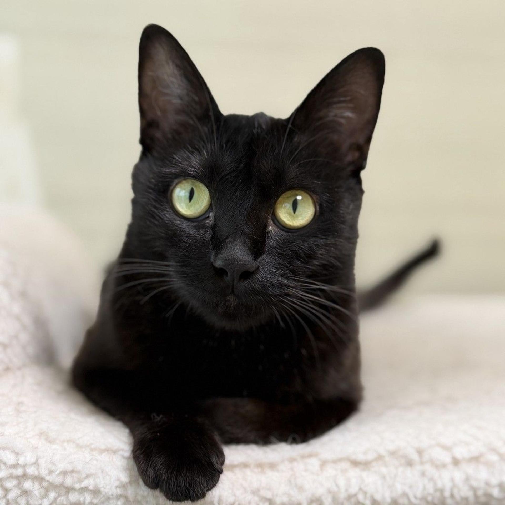 pet-image-8