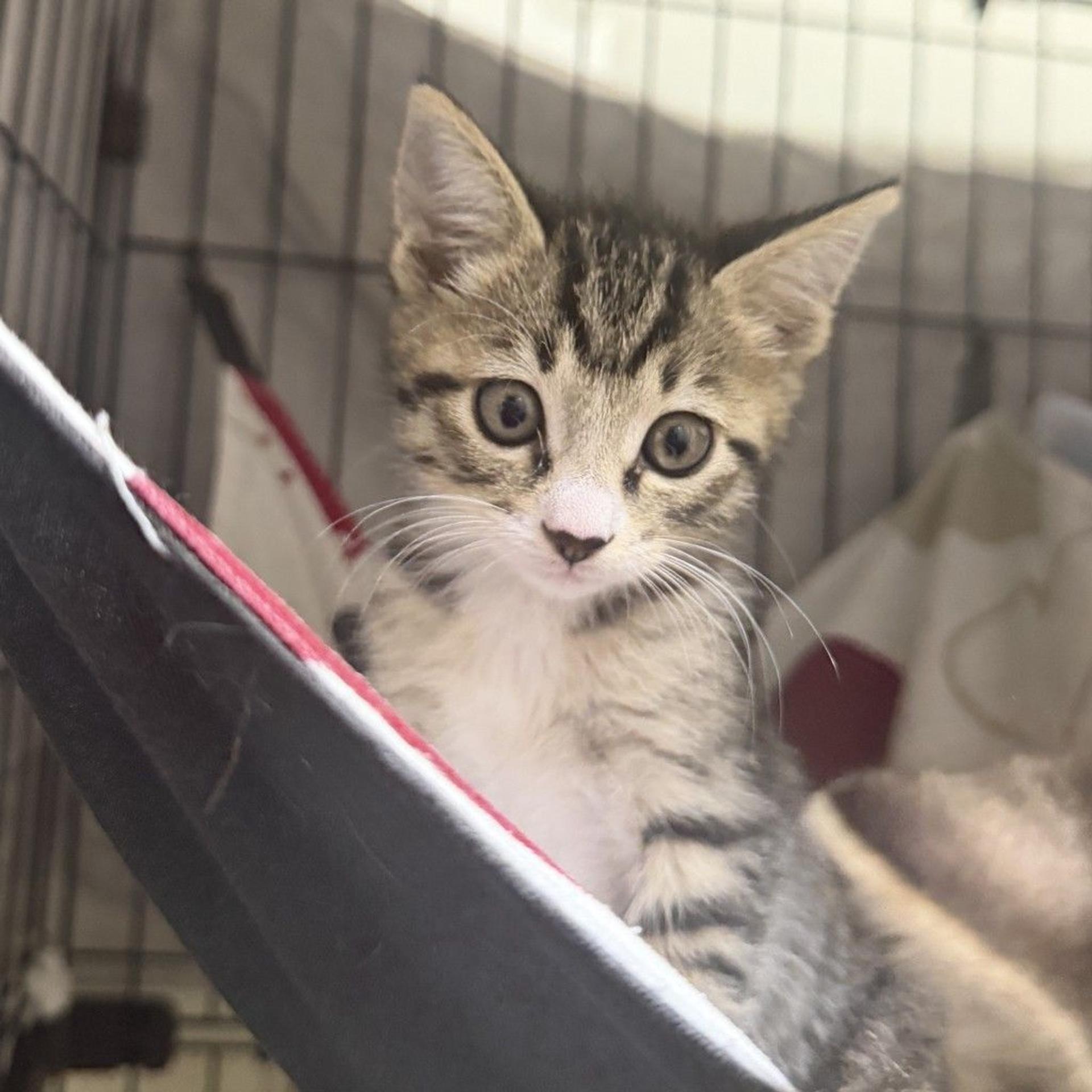 pet-image-9