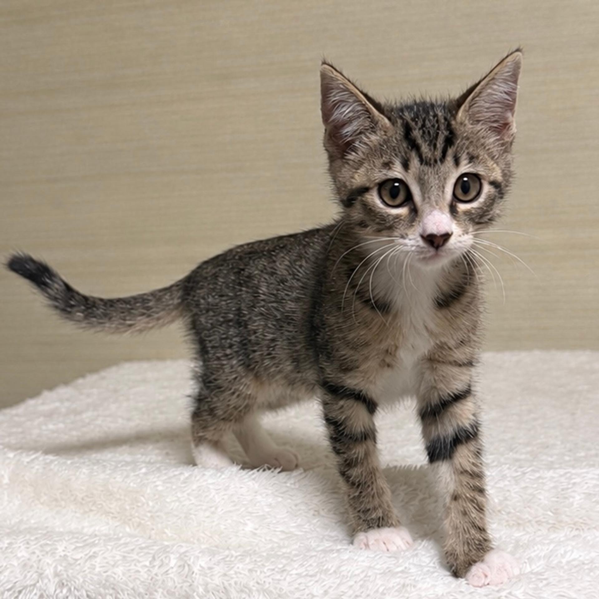 pet-image-7