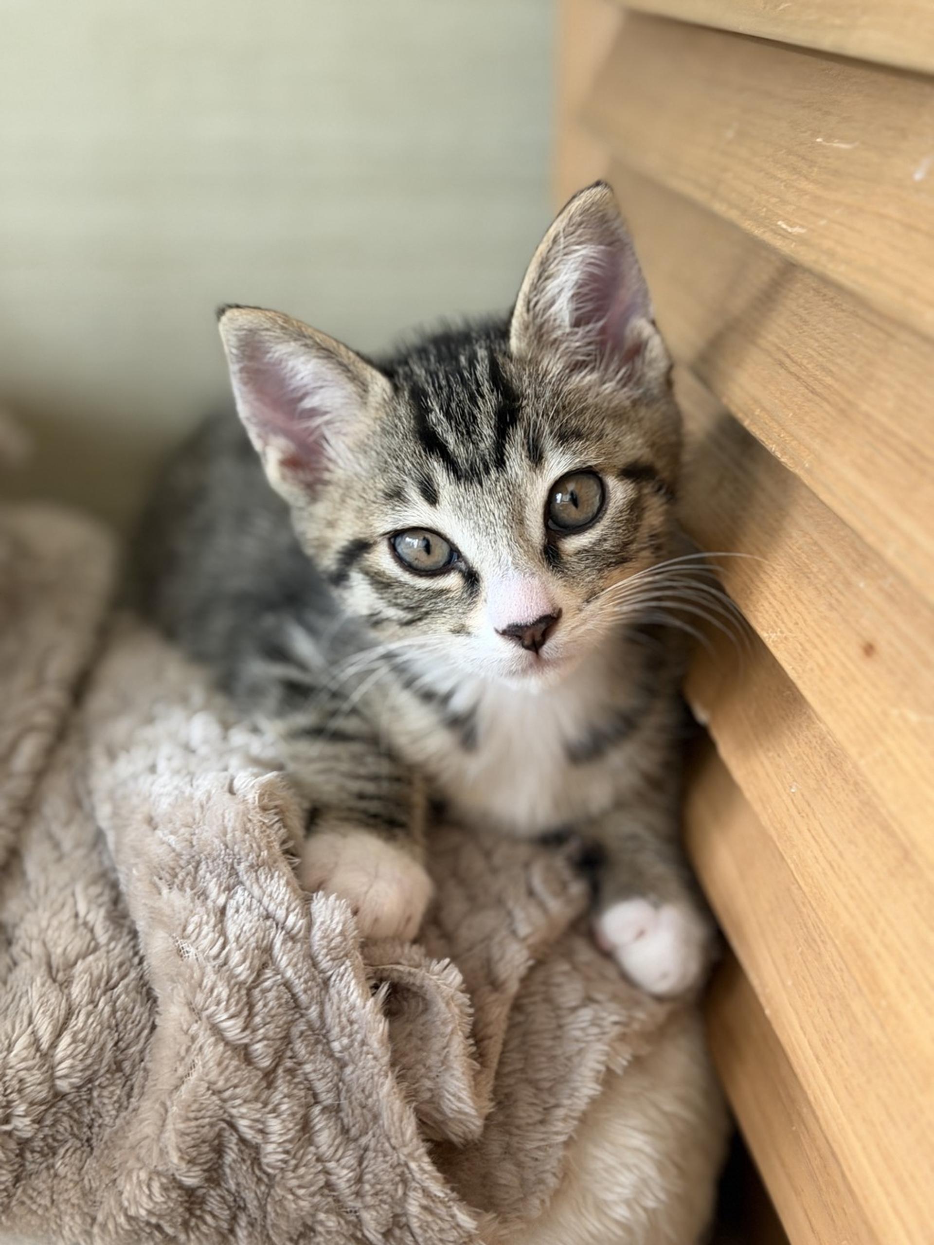 pet-image-9