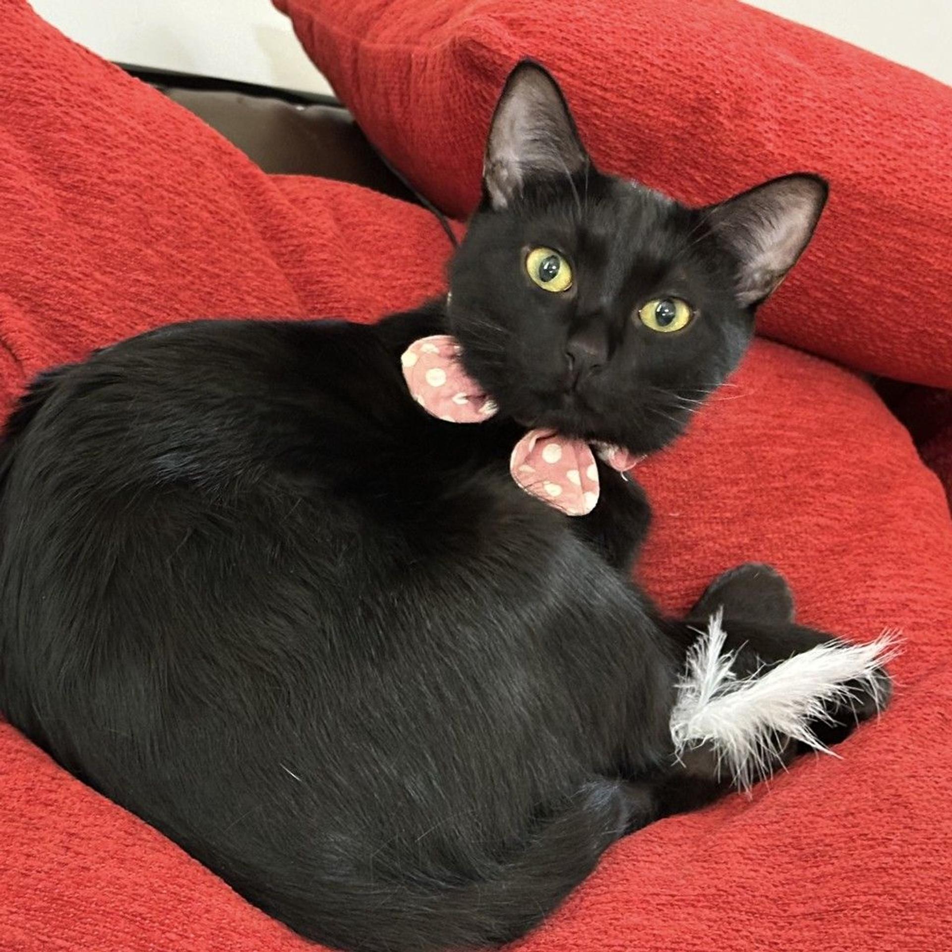 pet-image-2