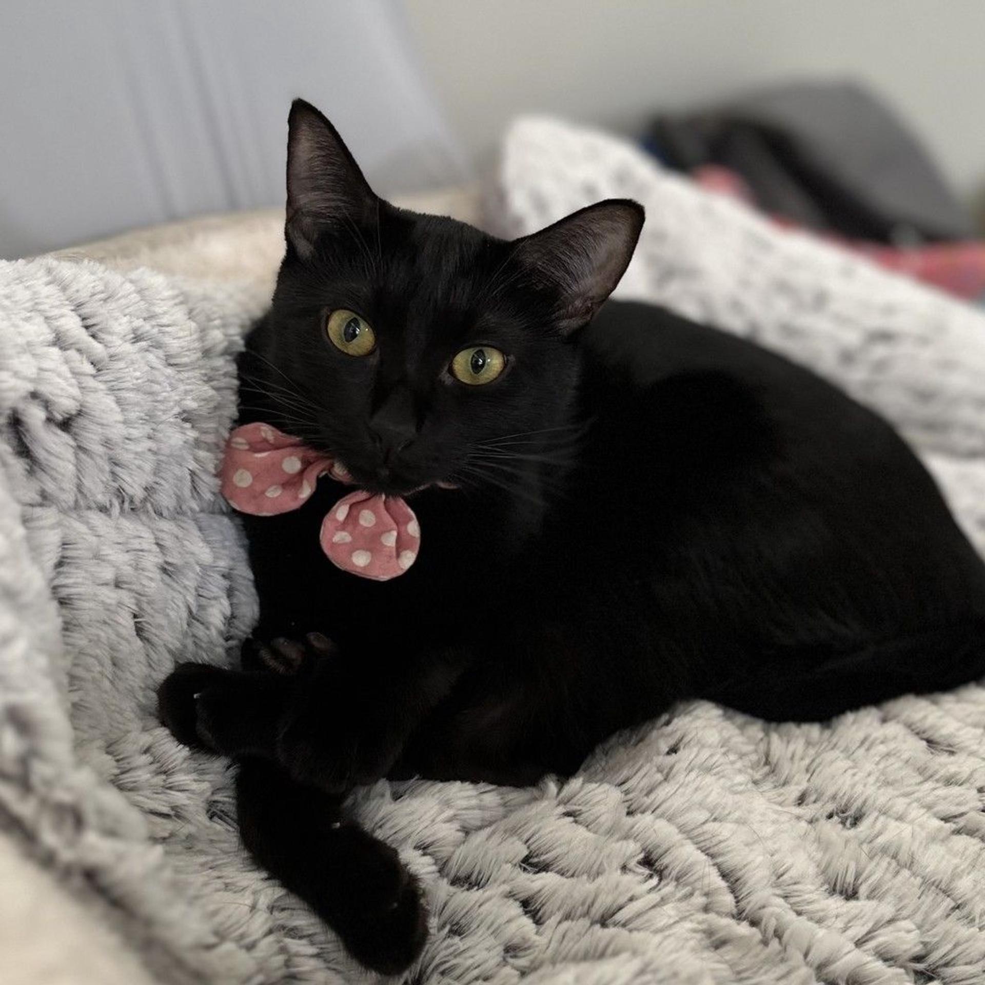pet-image-3