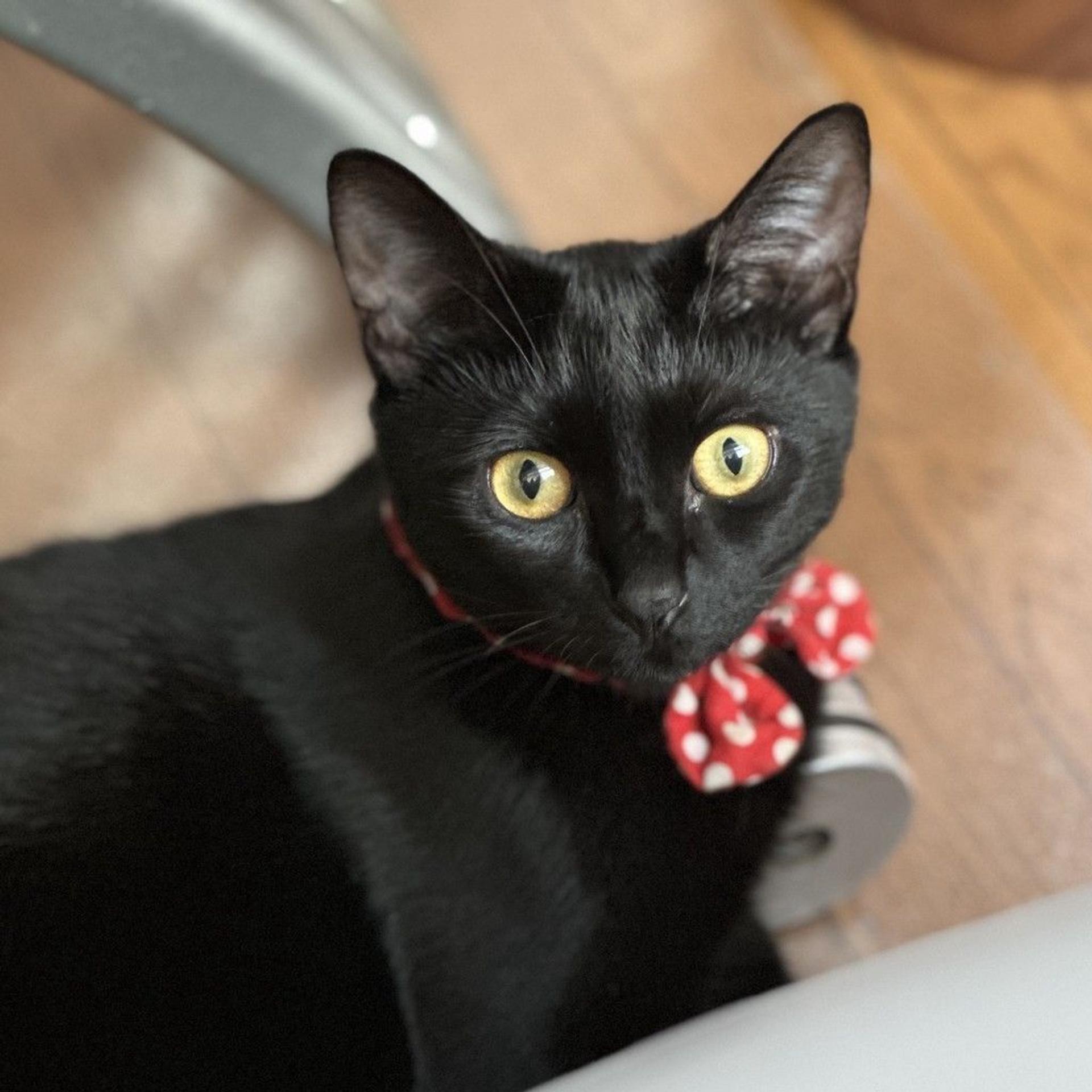 pet-image-8