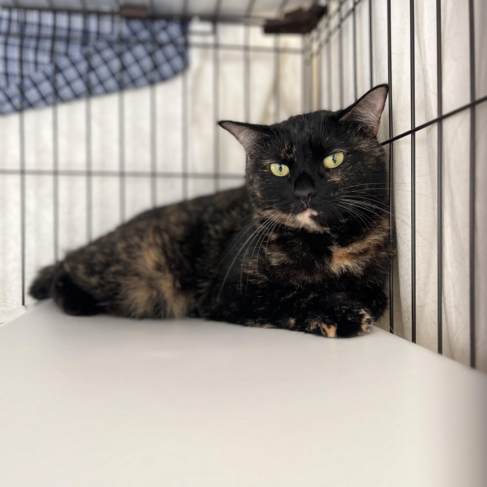 pet-image-4