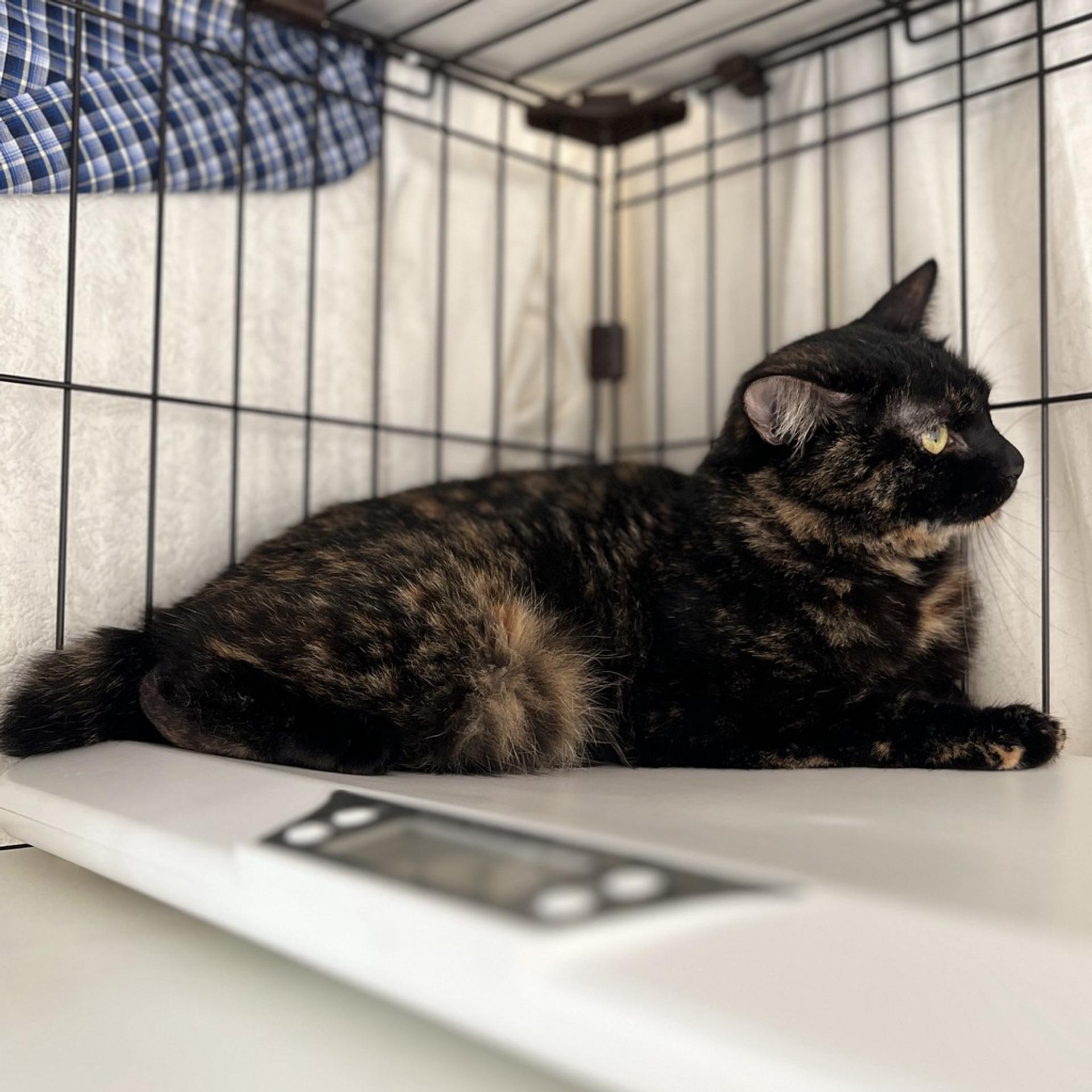 pet-image-6