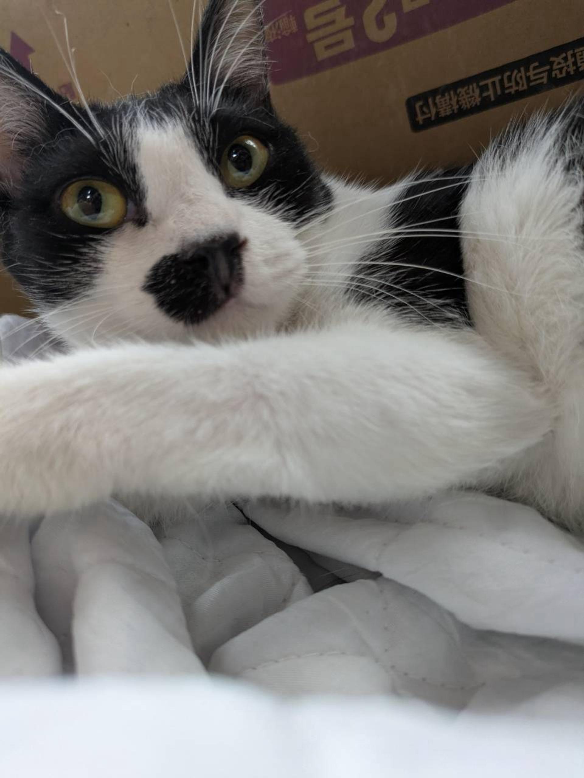 pet-image-3