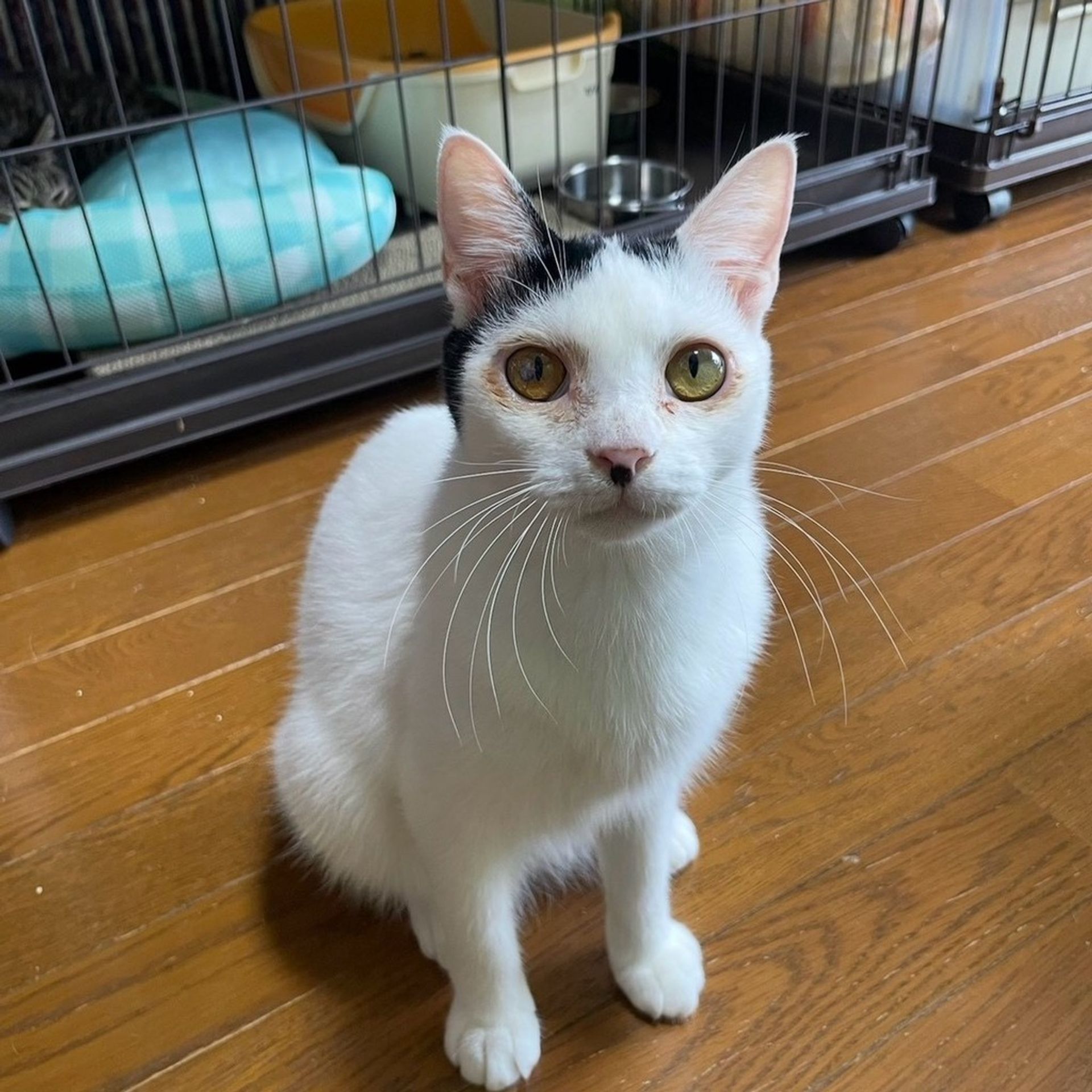 雑種（ミックス猫）・オスの里親募集の写真