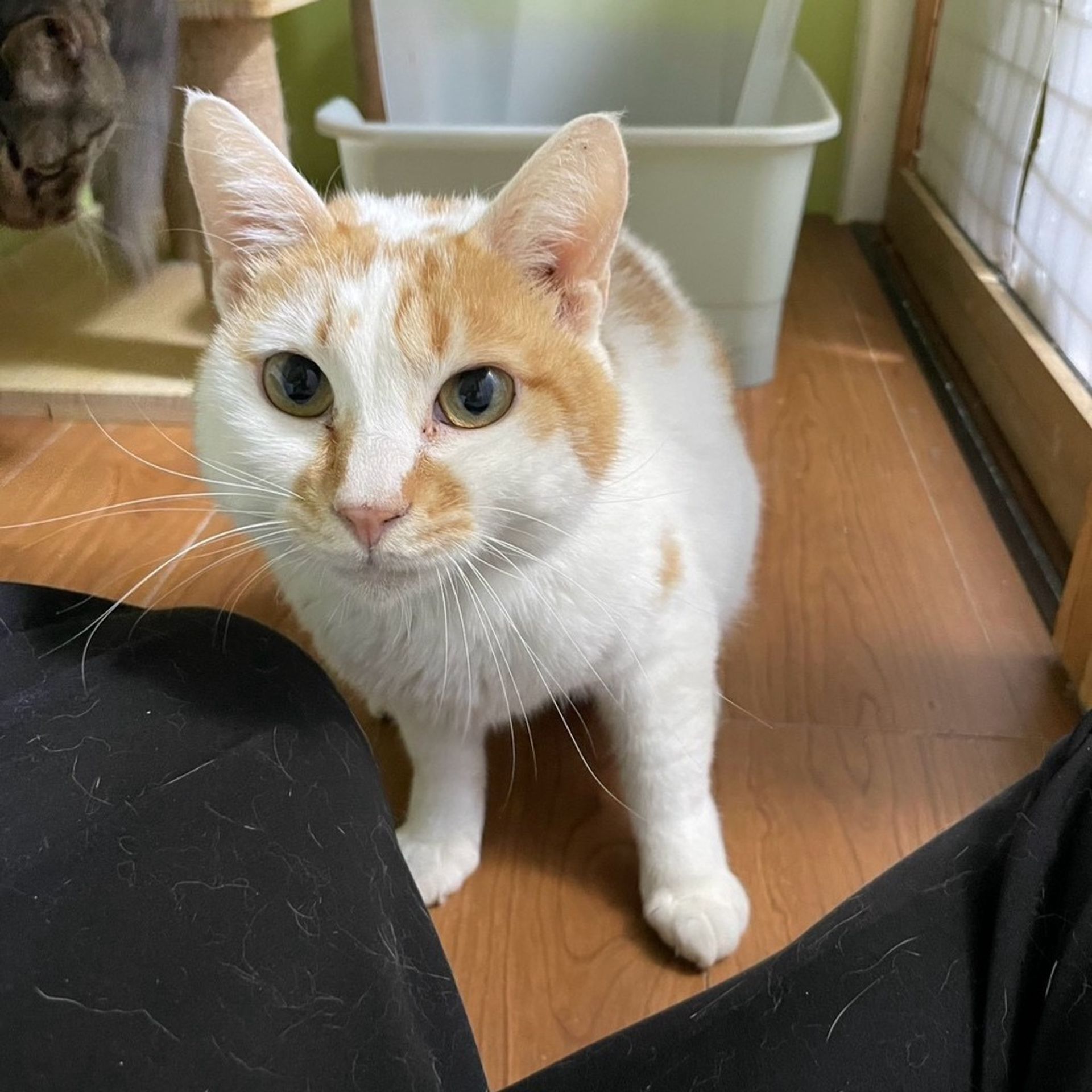 雑種（ミックス猫）・オスの里親募集の写真