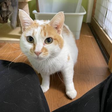 カツの写真