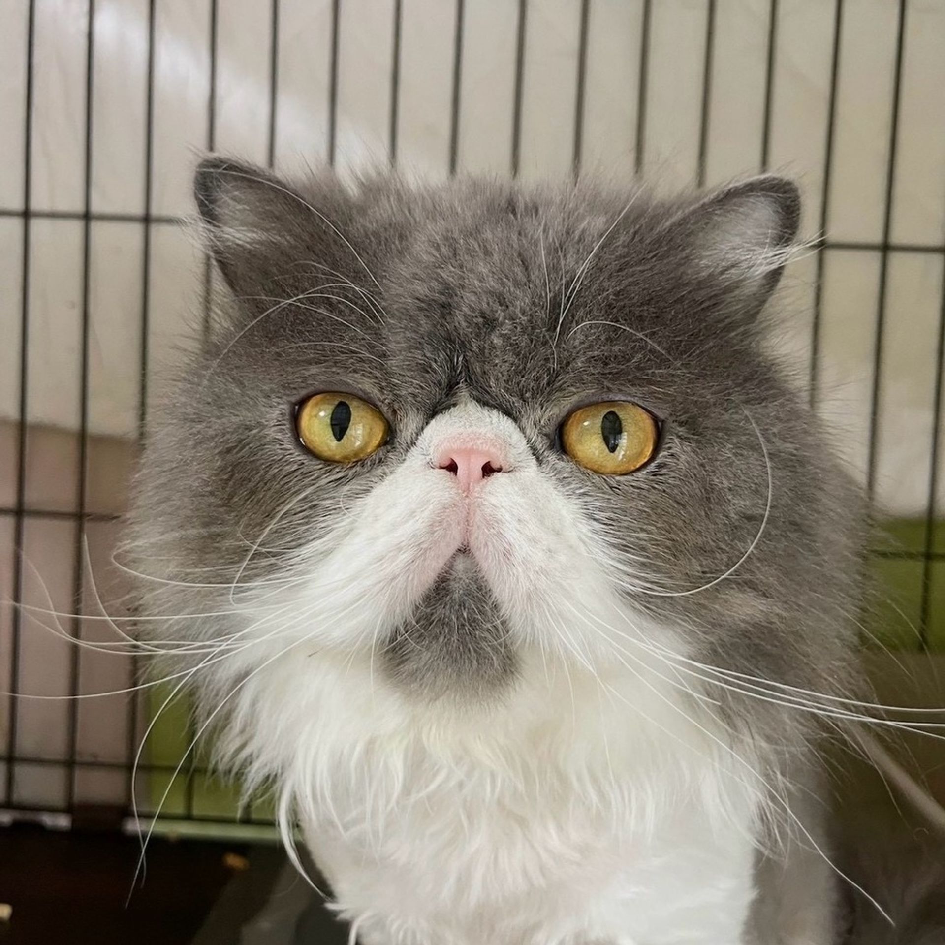 エキゾチックショートヘア・オスの里親募集の写真