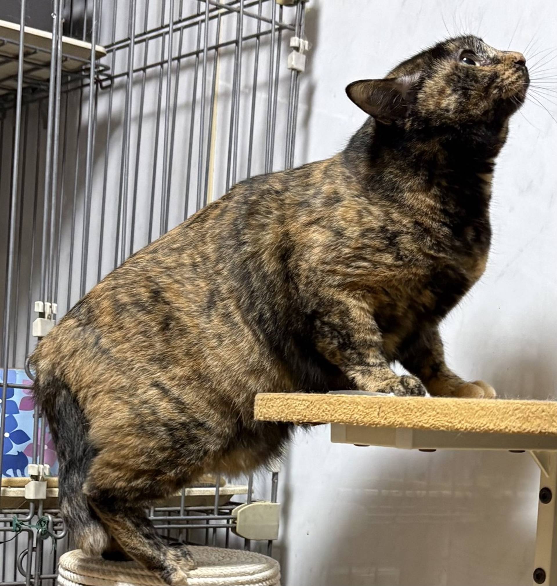 雑種（ミックス猫）・メスの里親募集の写真