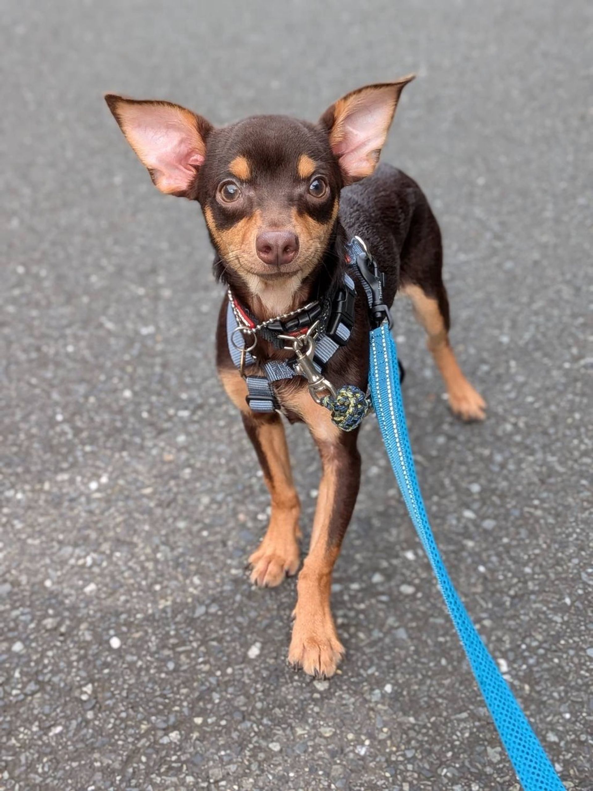 雑種（ミックス犬）・オスの里親募集の写真