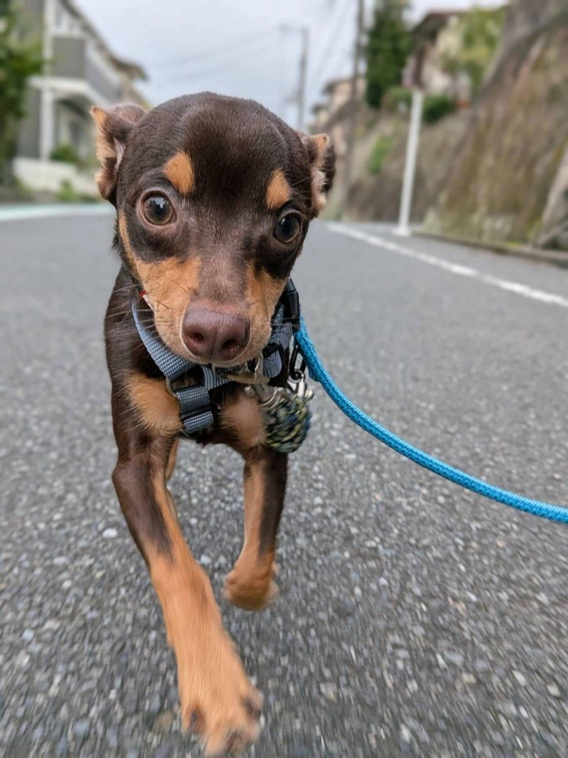 pet-image-2