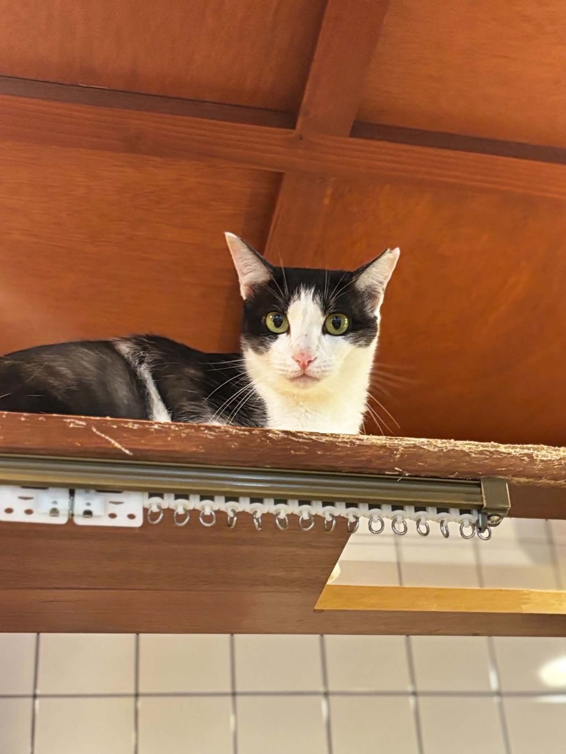 雑種（ミックス猫）・メスの里親募集の写真