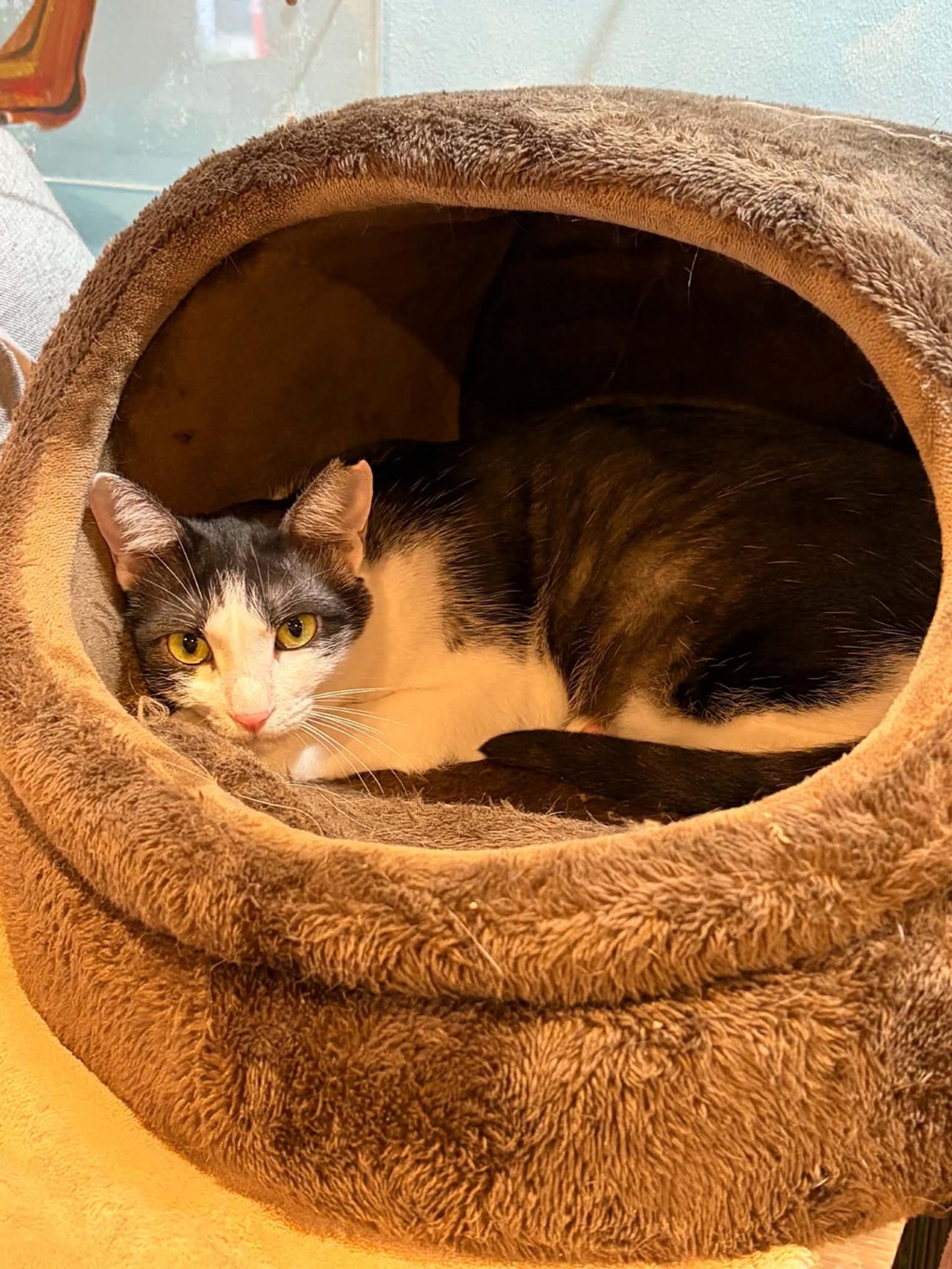 pet-image-3