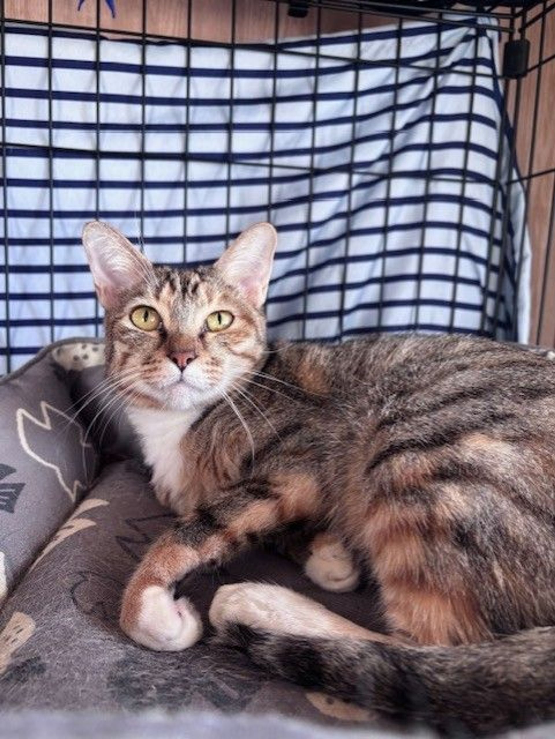 雑種（ミックス猫）・メスの里親募集の写真