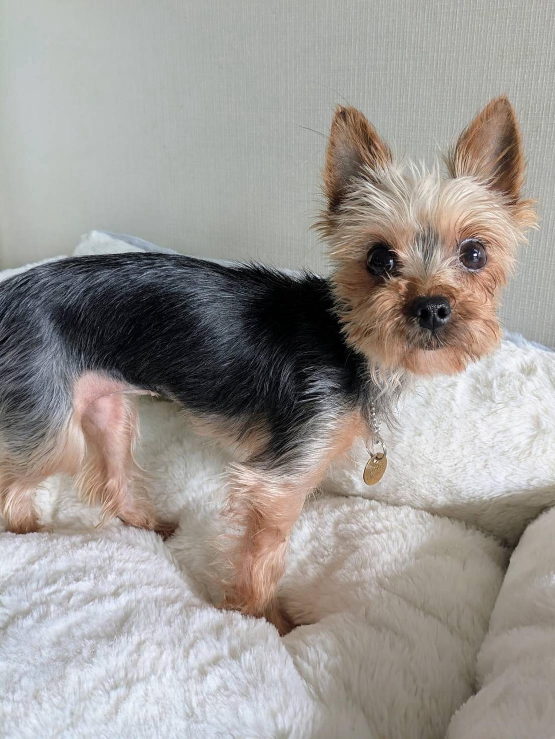pet-image-2
