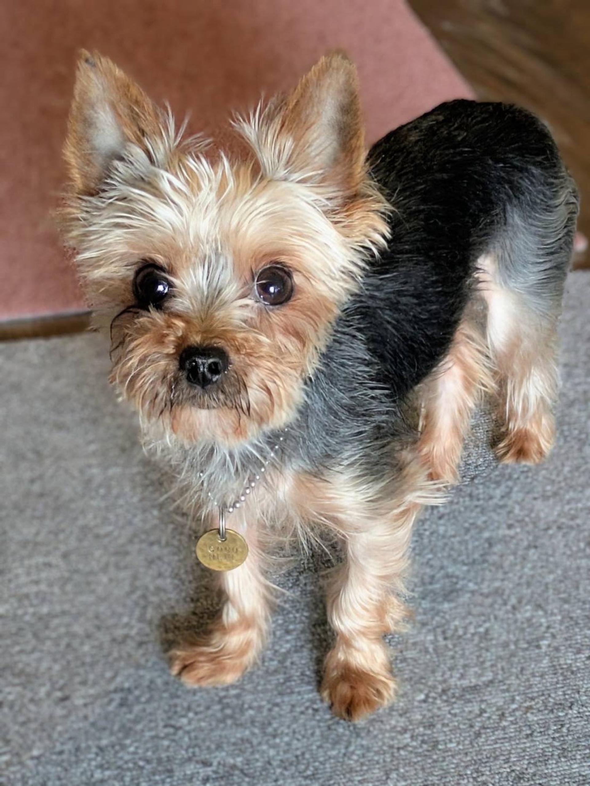 pet-image-3