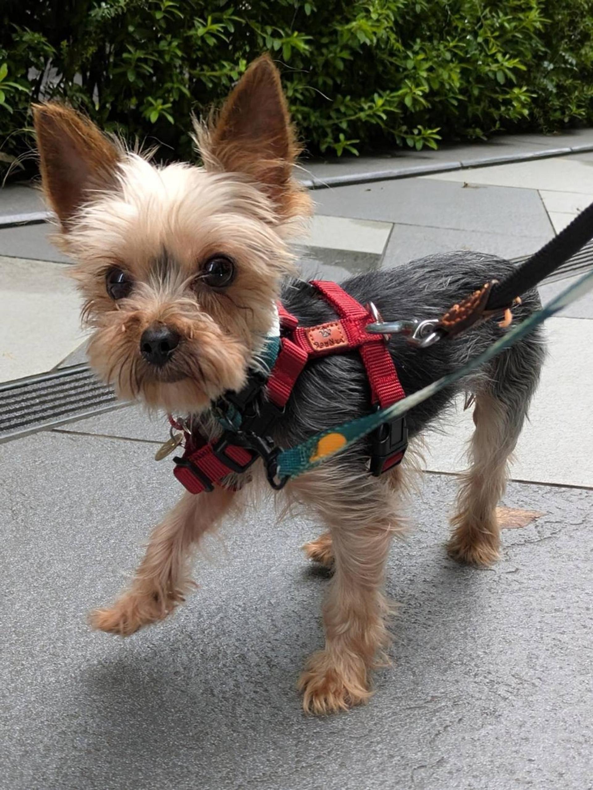 pet-image-5