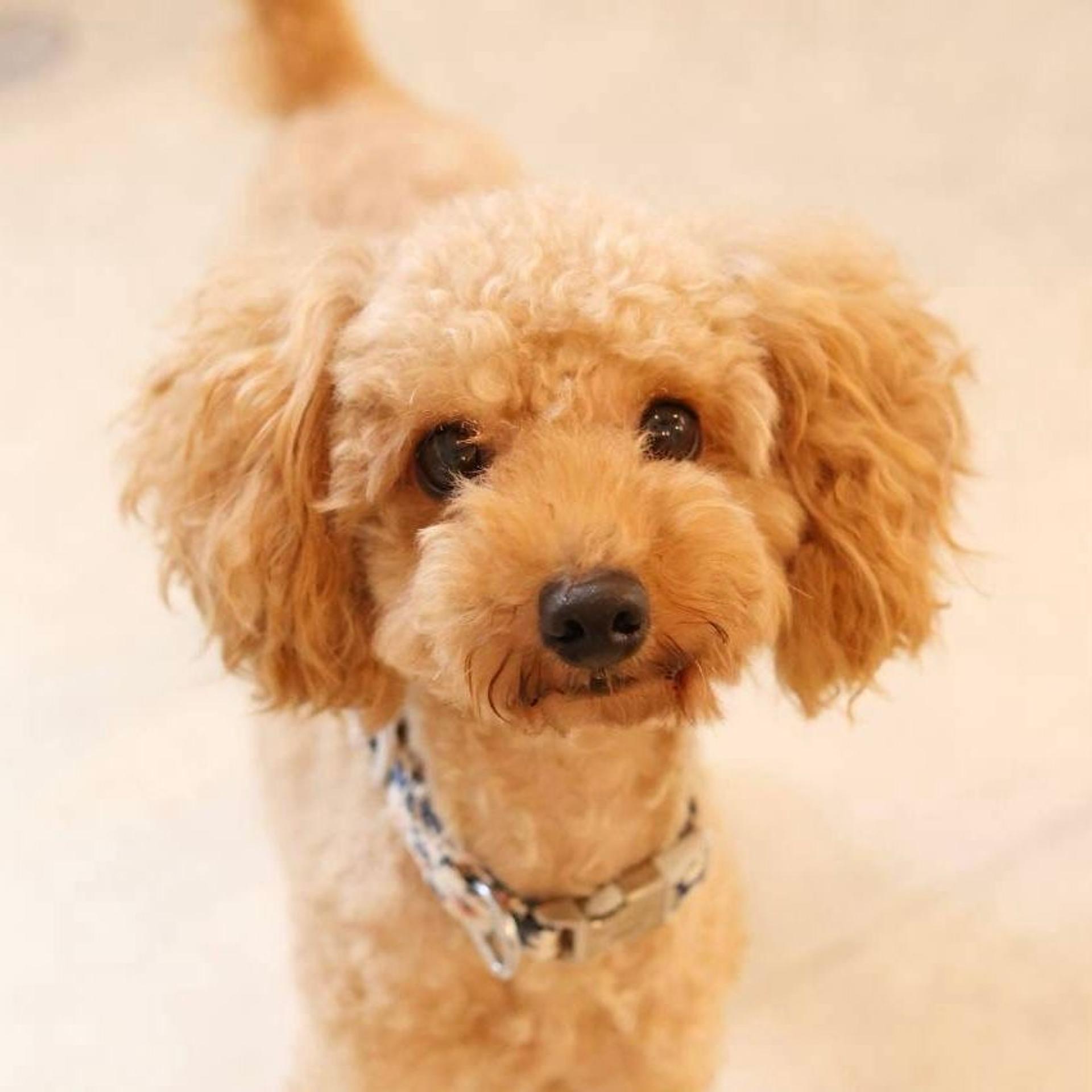 pet-image-3