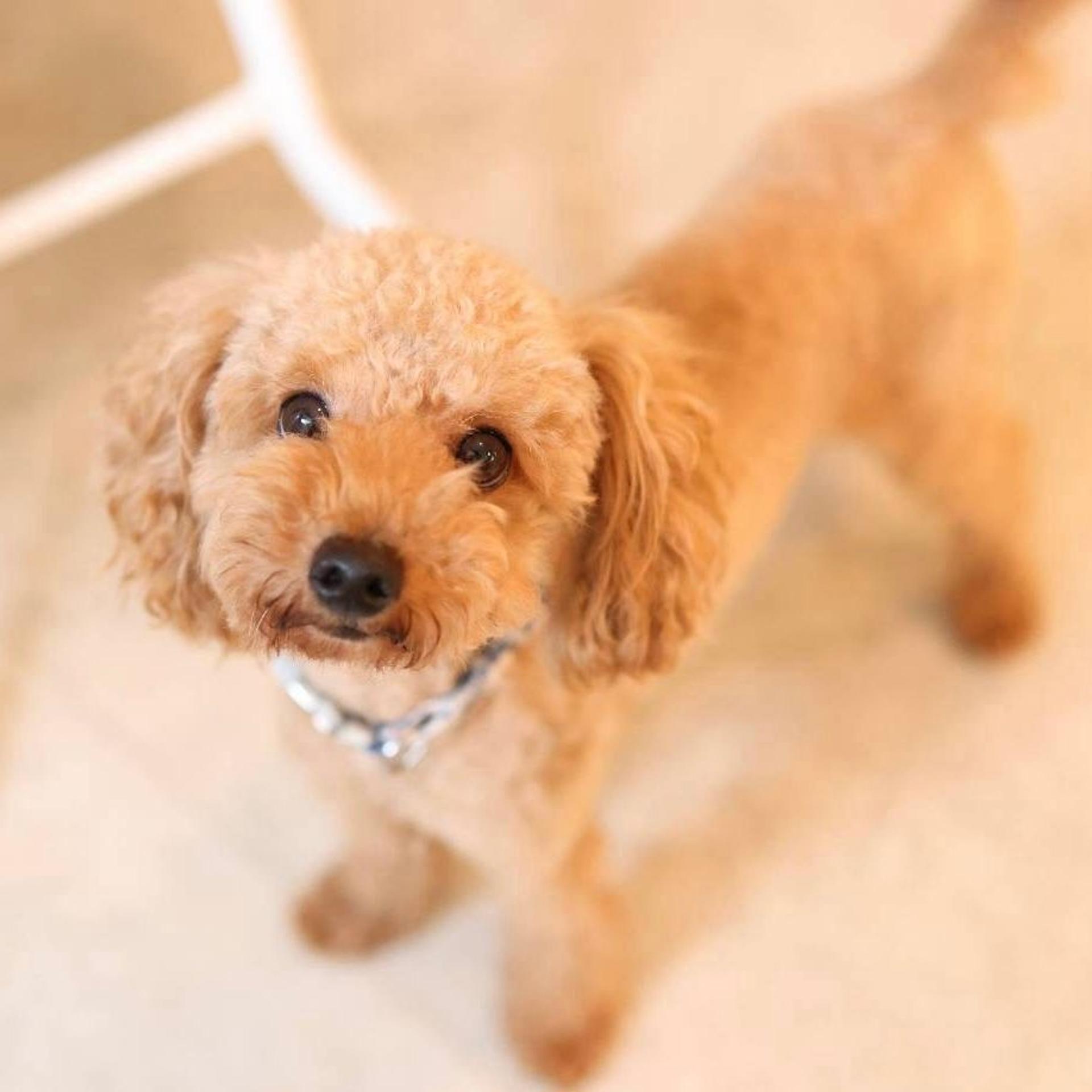 pet-image-4