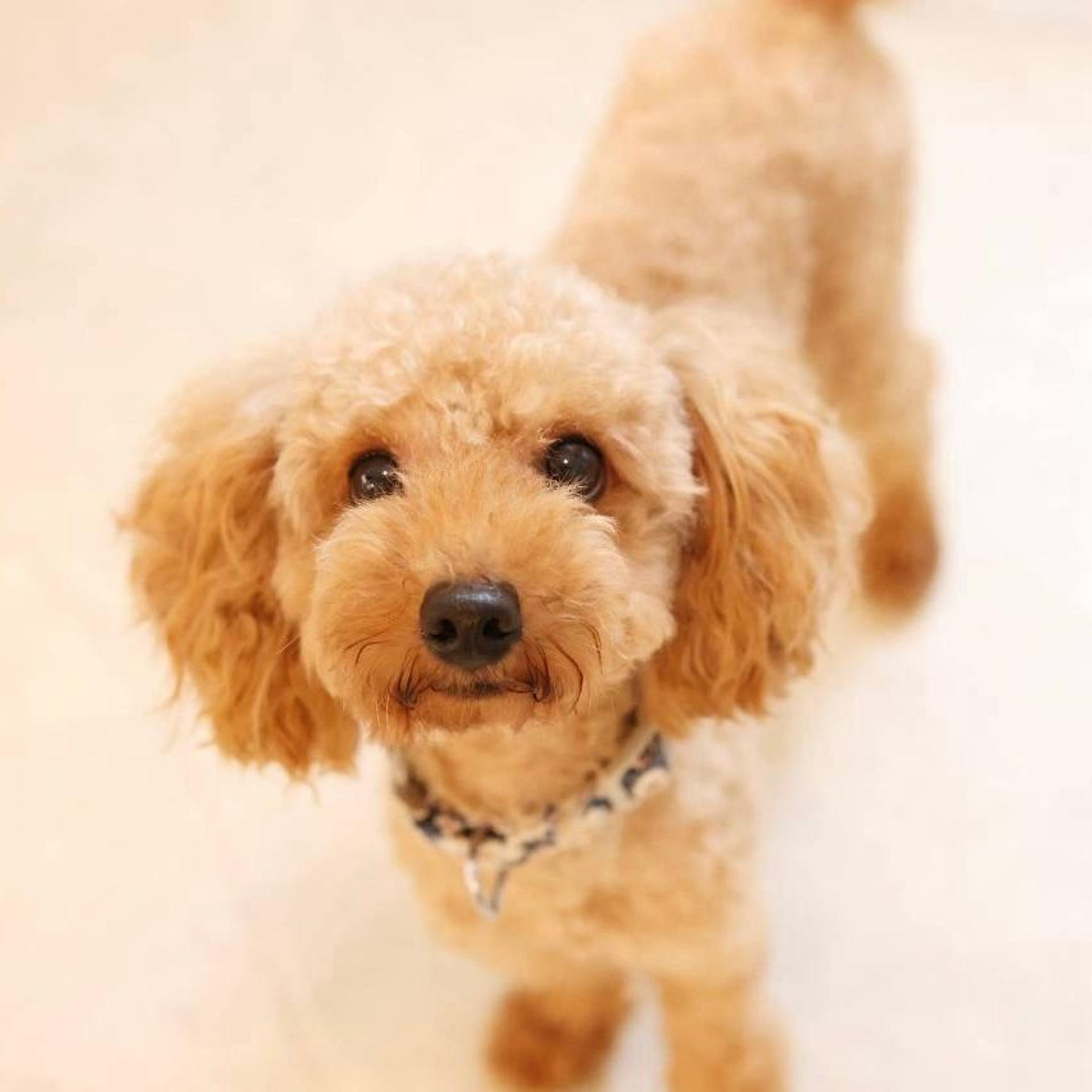 pet-image-5