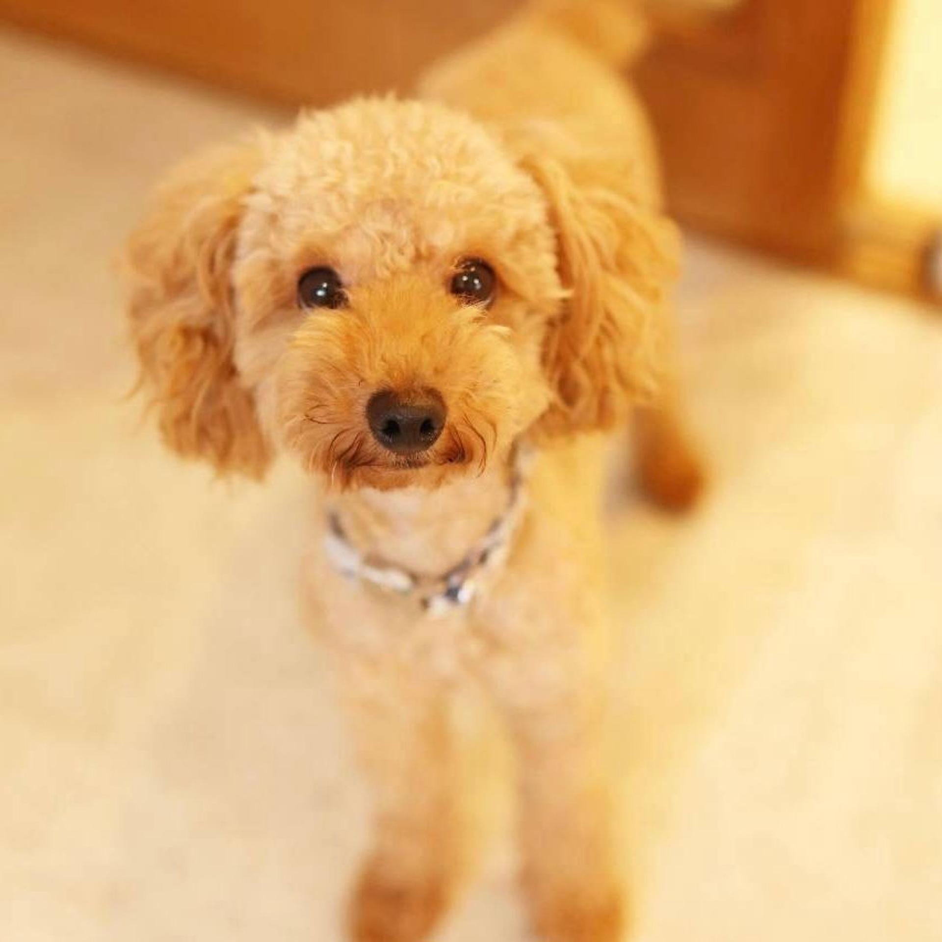 pet-image-6