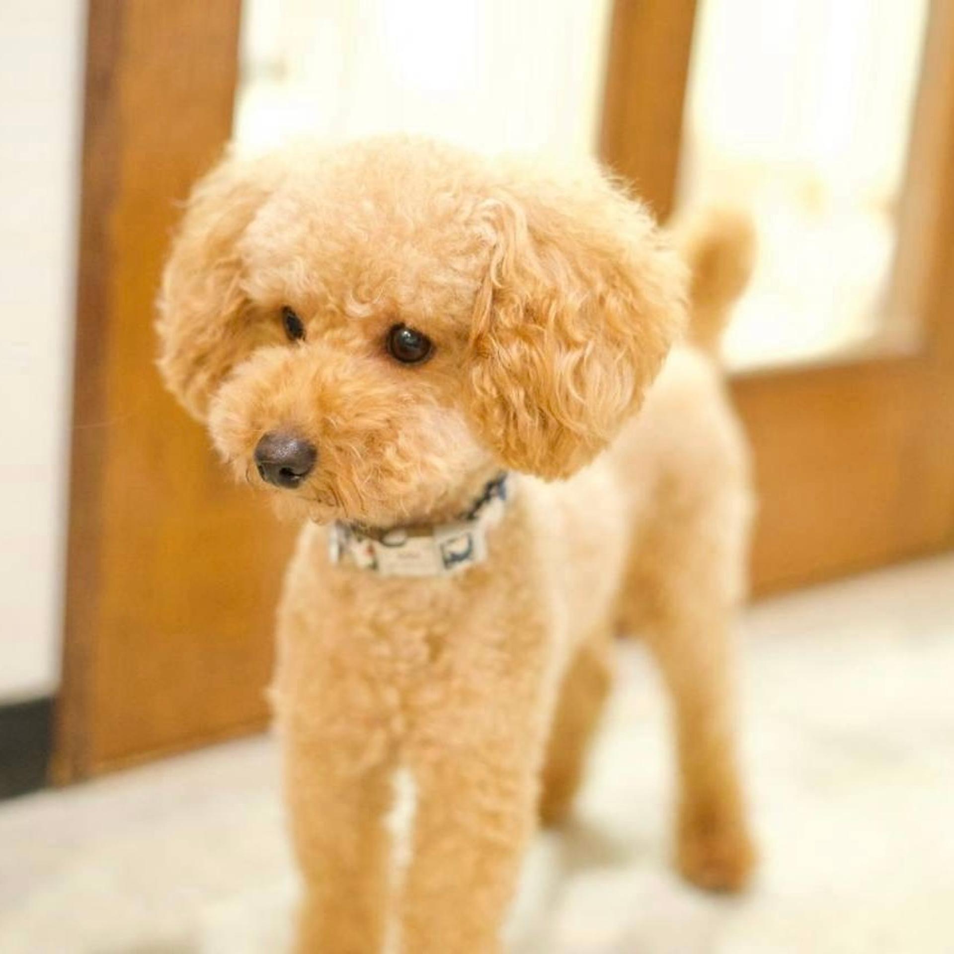 pet-image-2