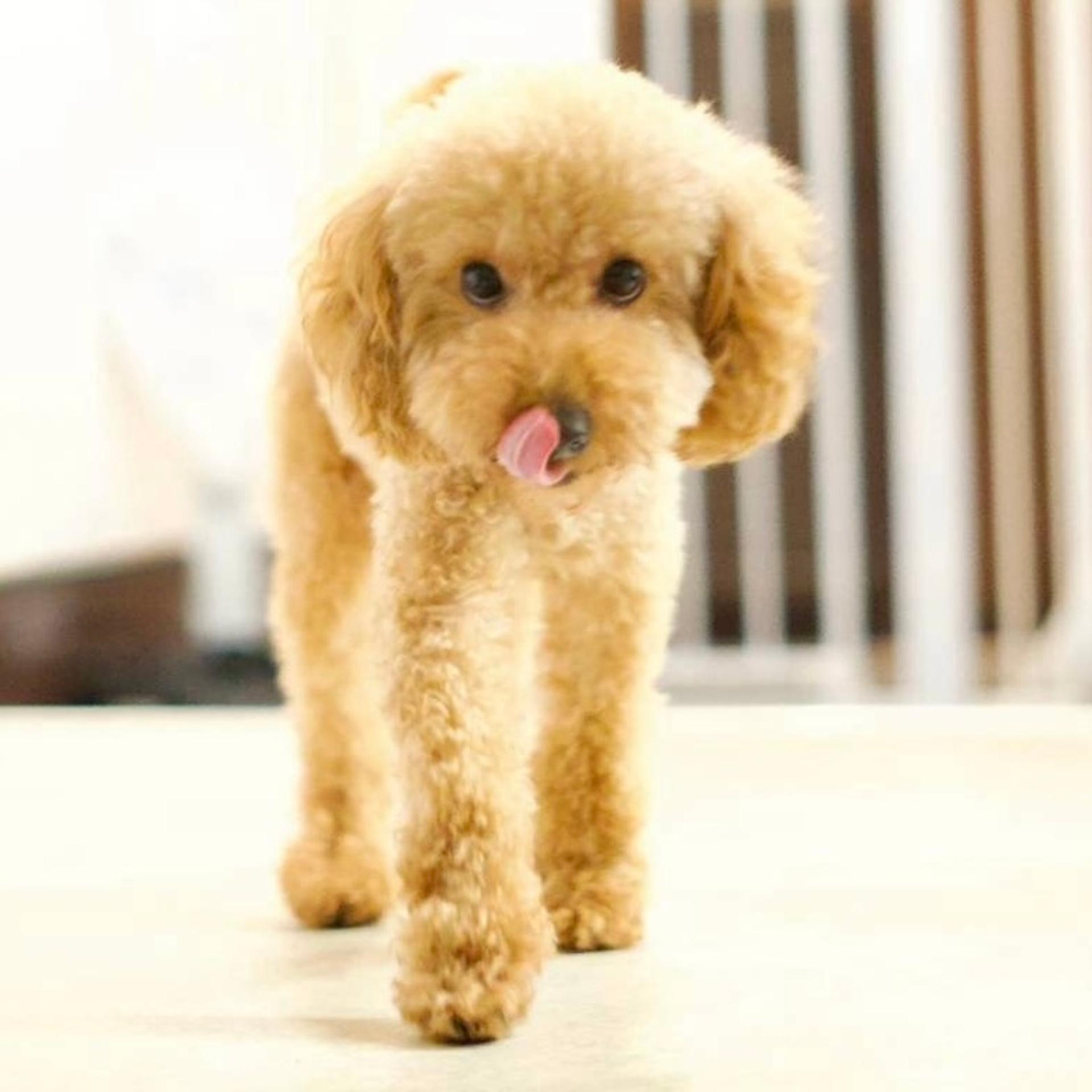 pet-image-5