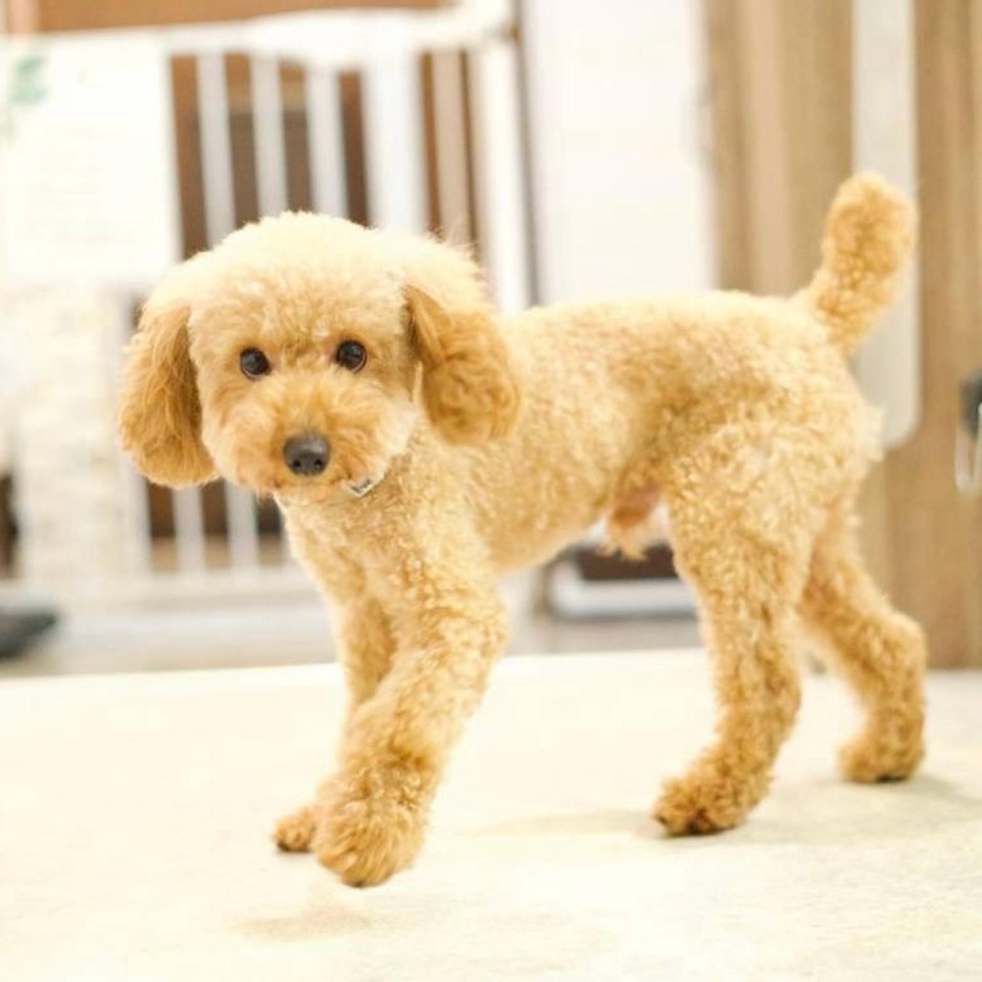 pet-image-8