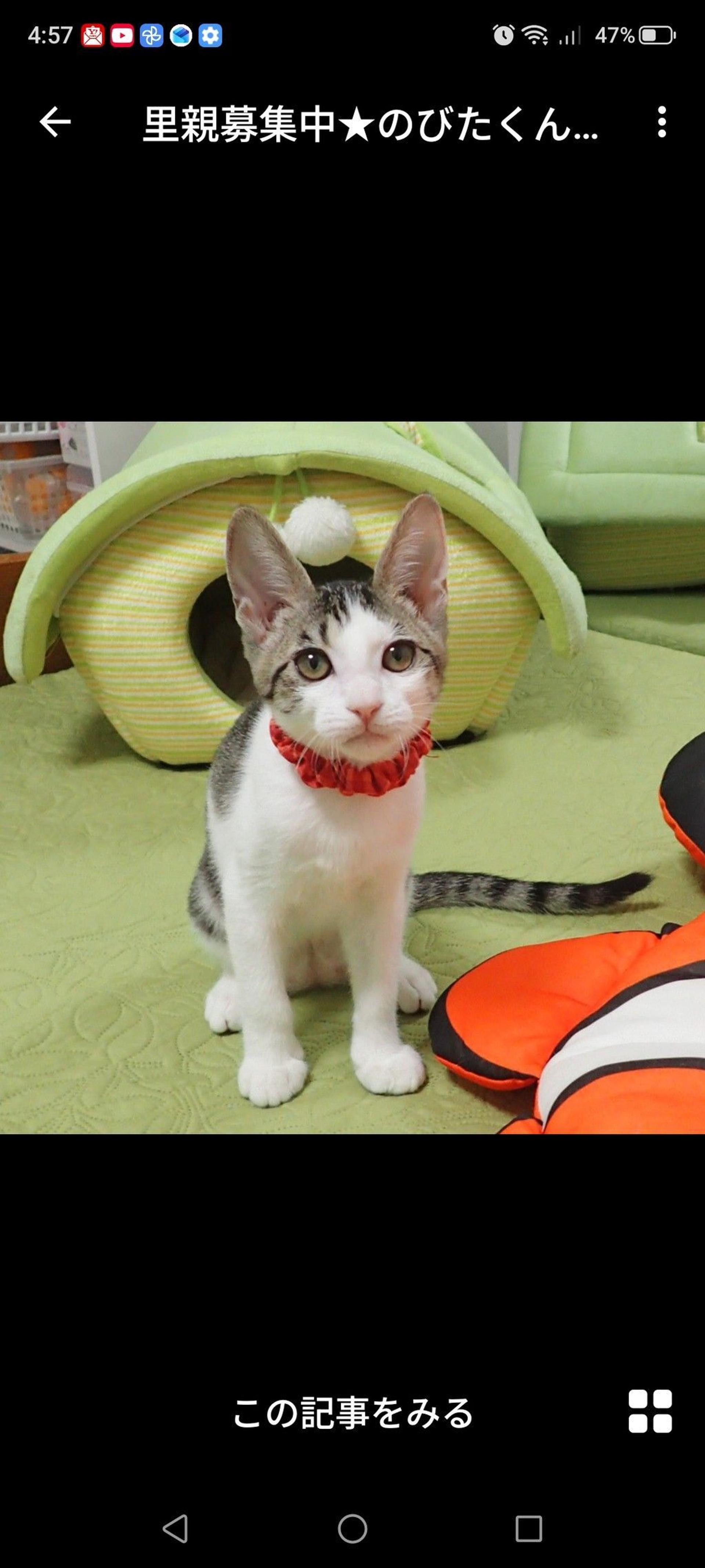 pet-image-2
