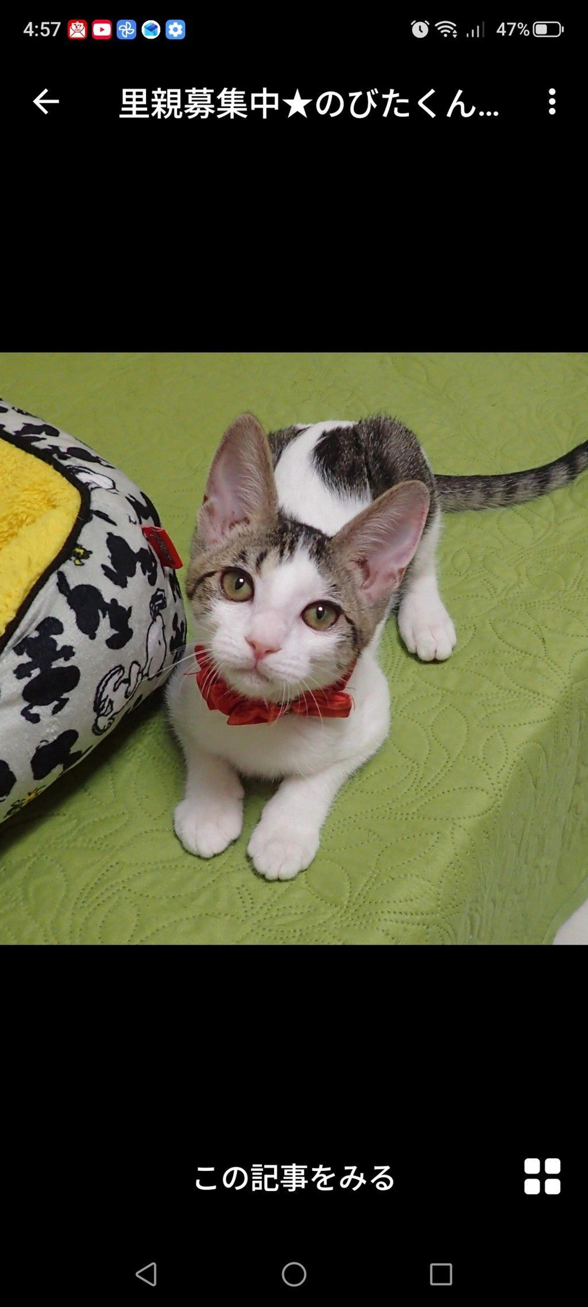 pet-image-3