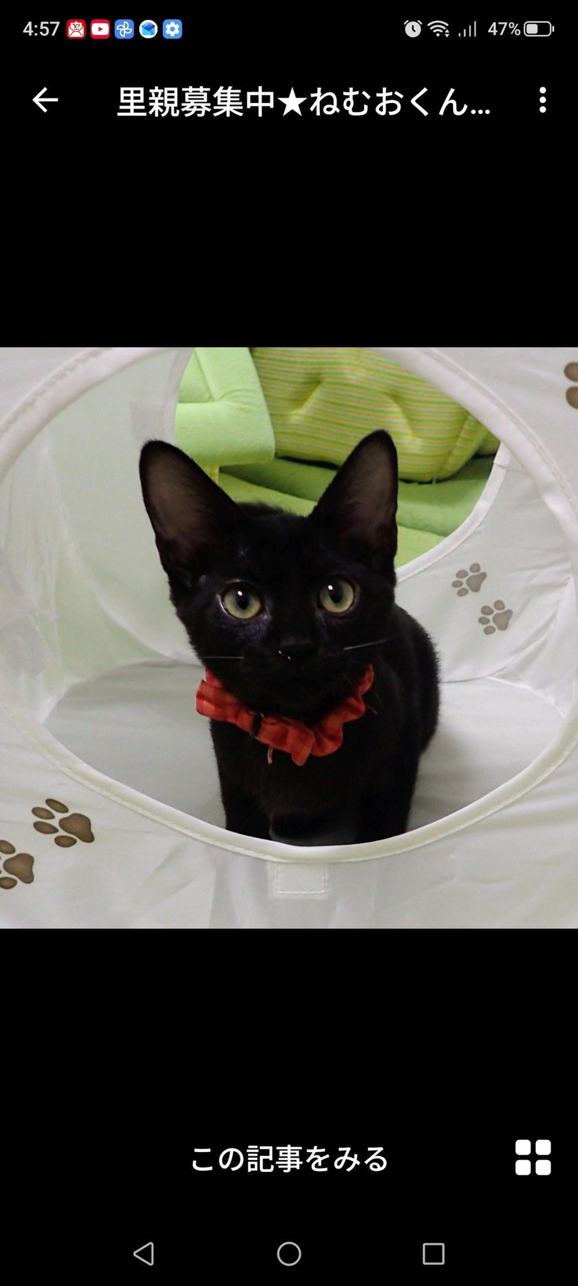 pet-image-3